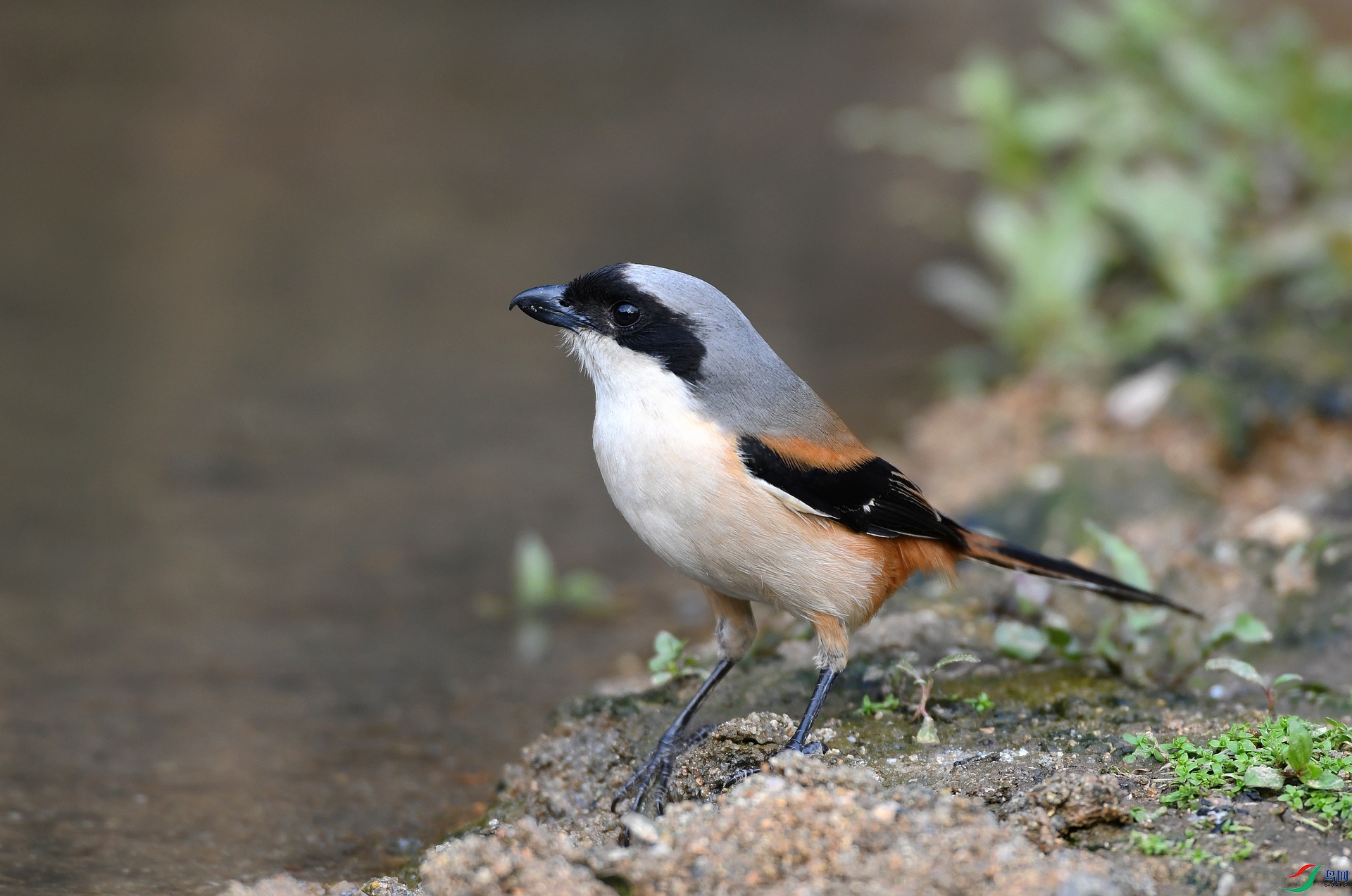DSC_6423.jpg