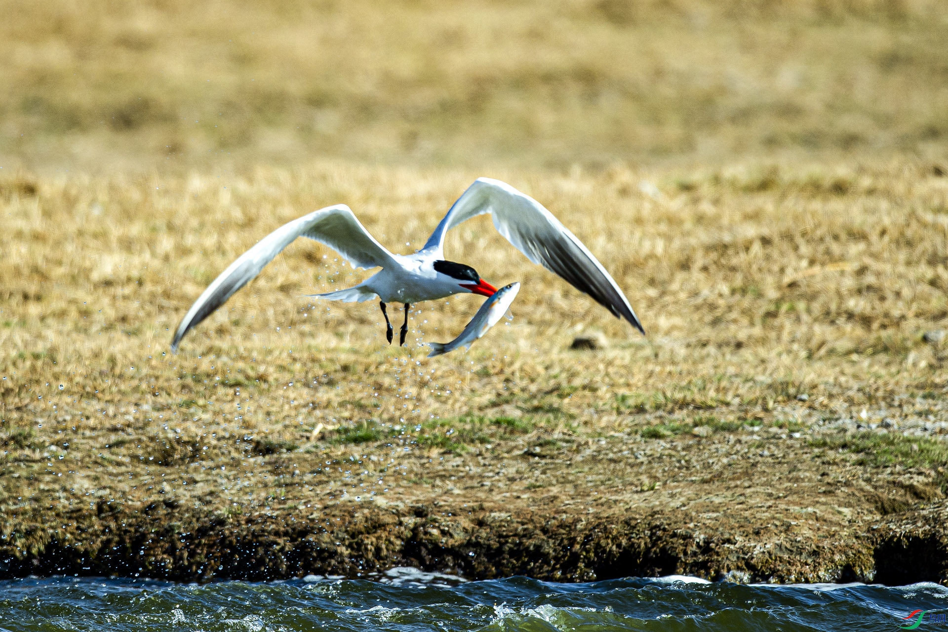 _DSC0998.jpg