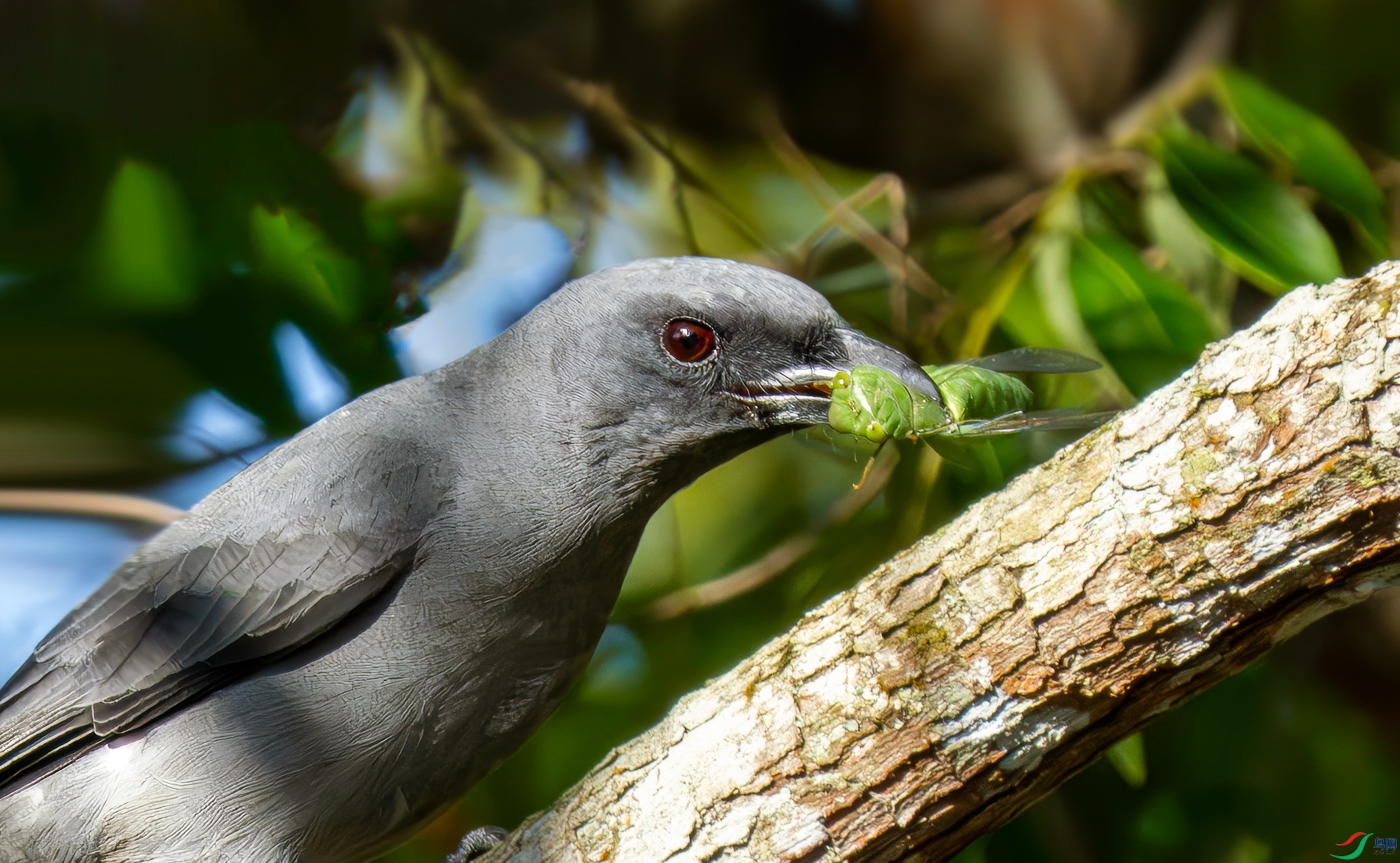 P2297196 ����-topaz_����.jpg