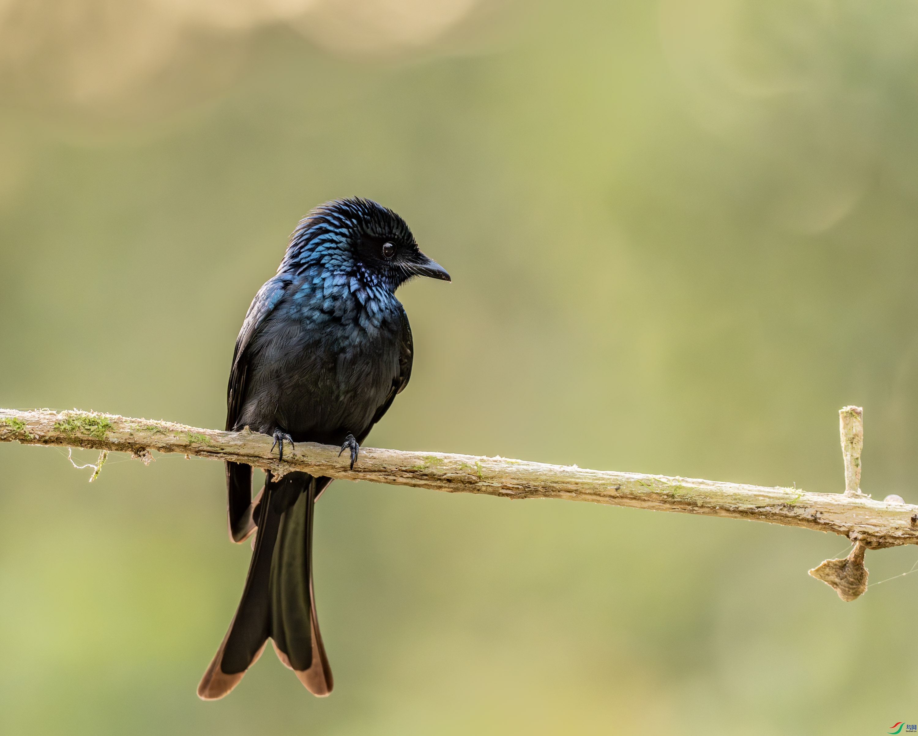 ��ͭɫ��β-02 (1 - 8).jpg