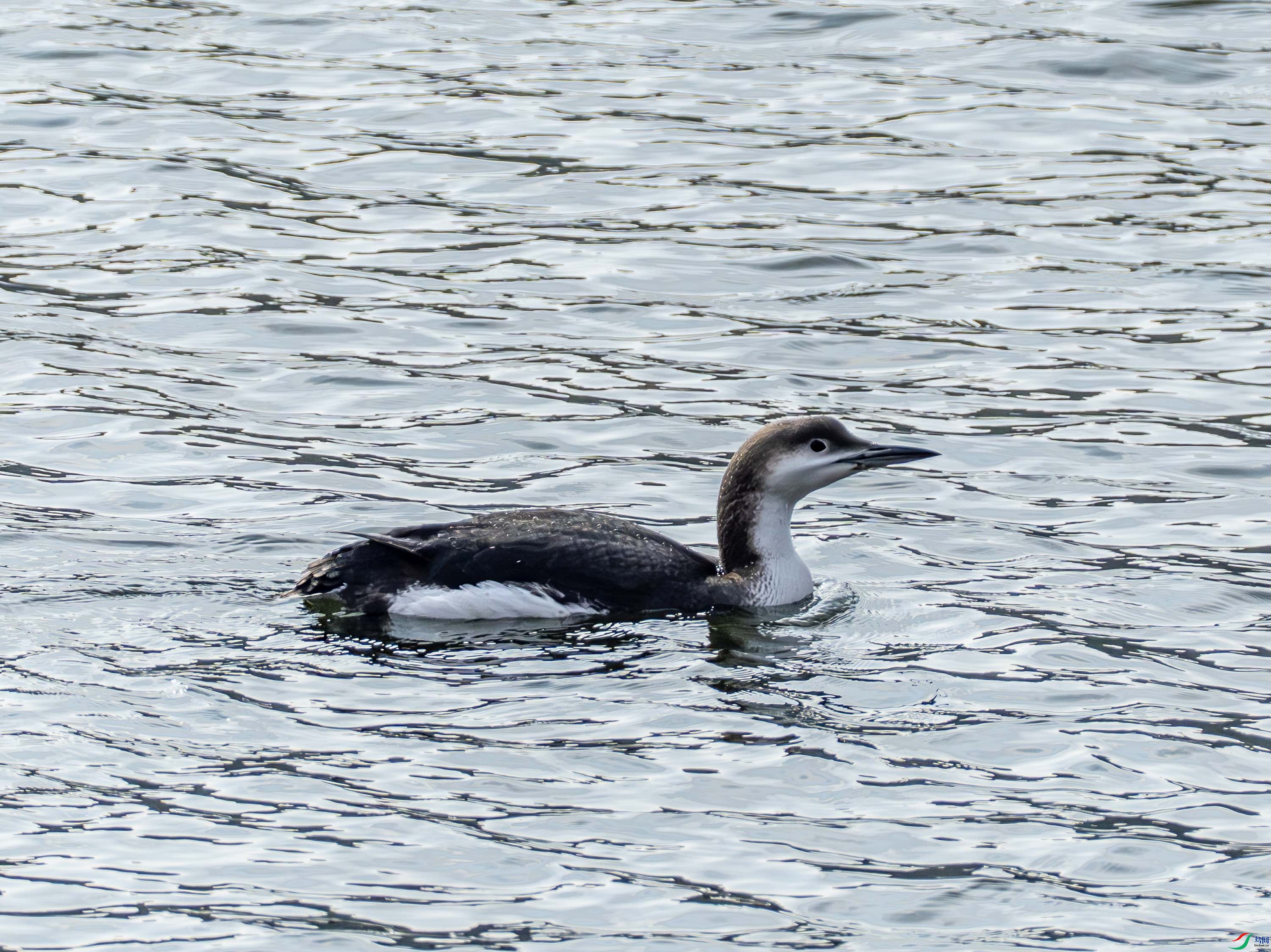 �ں�Ǳ��-01 (1 - 7).jpg