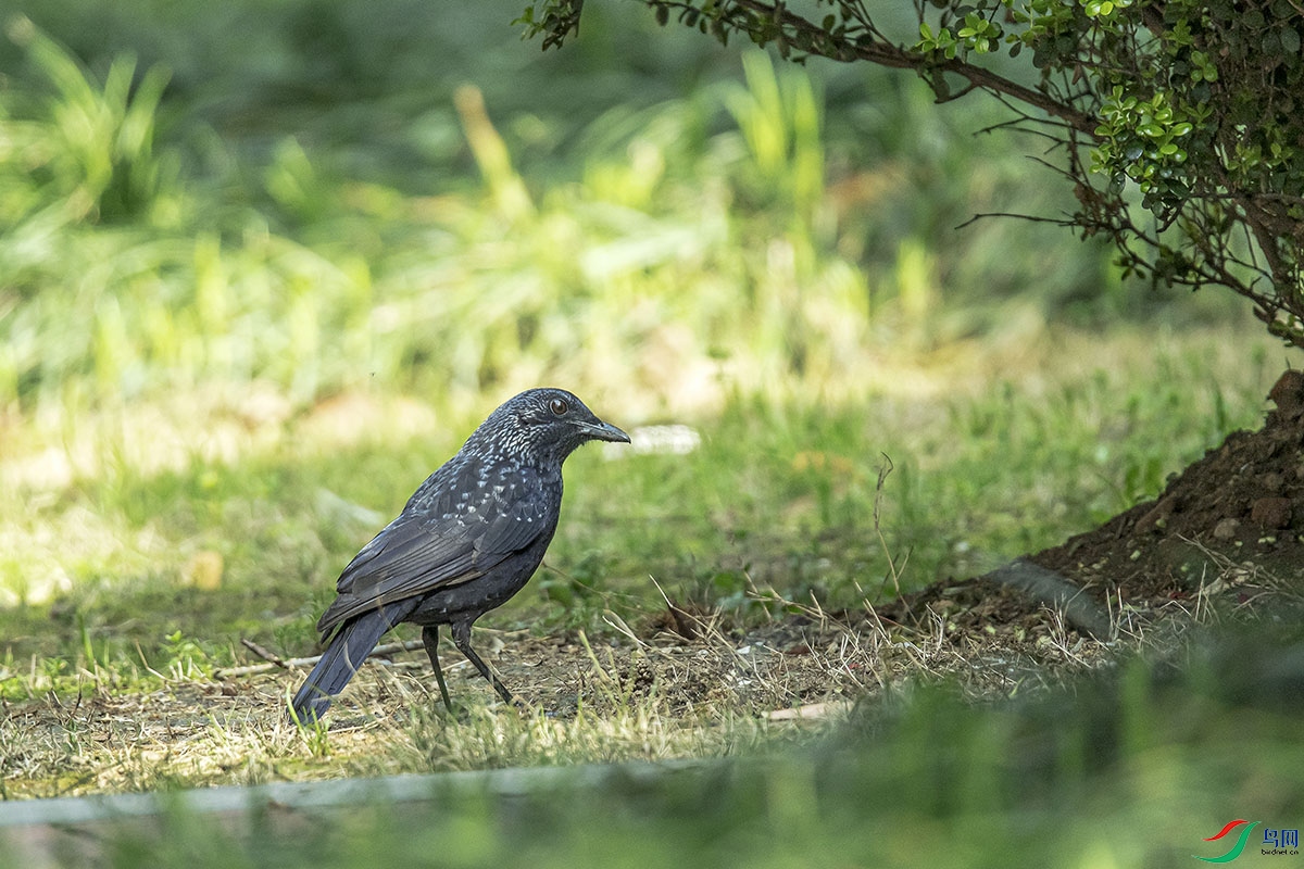 DSC_2052.jpg