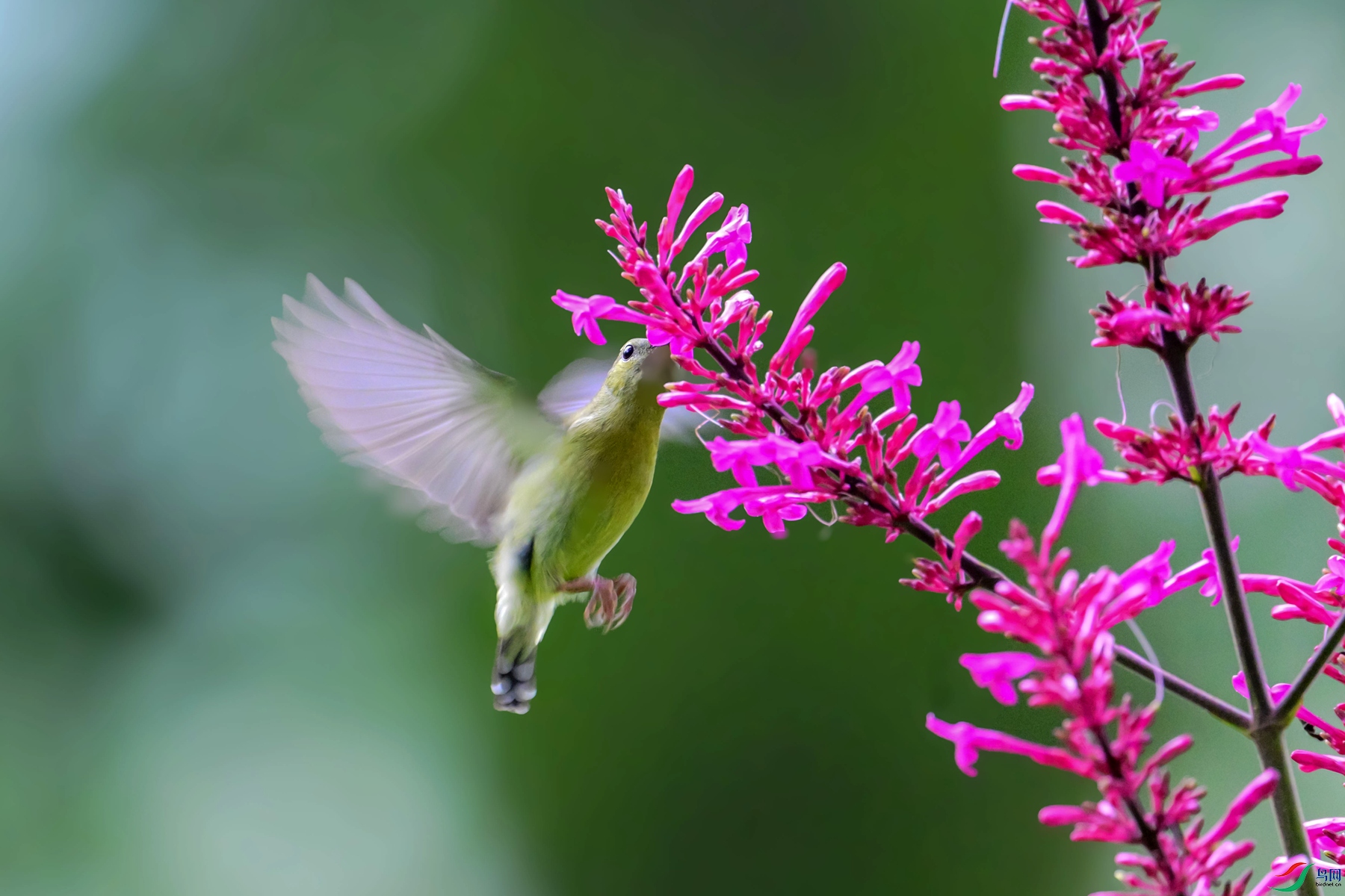 DSC_3493_1_����.jpg
