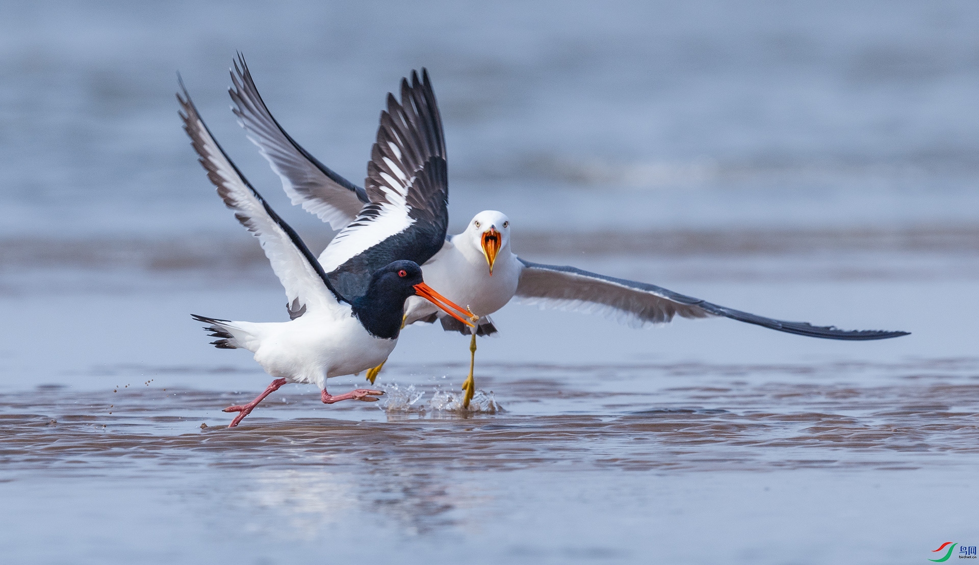0E8A1181  03.jpg