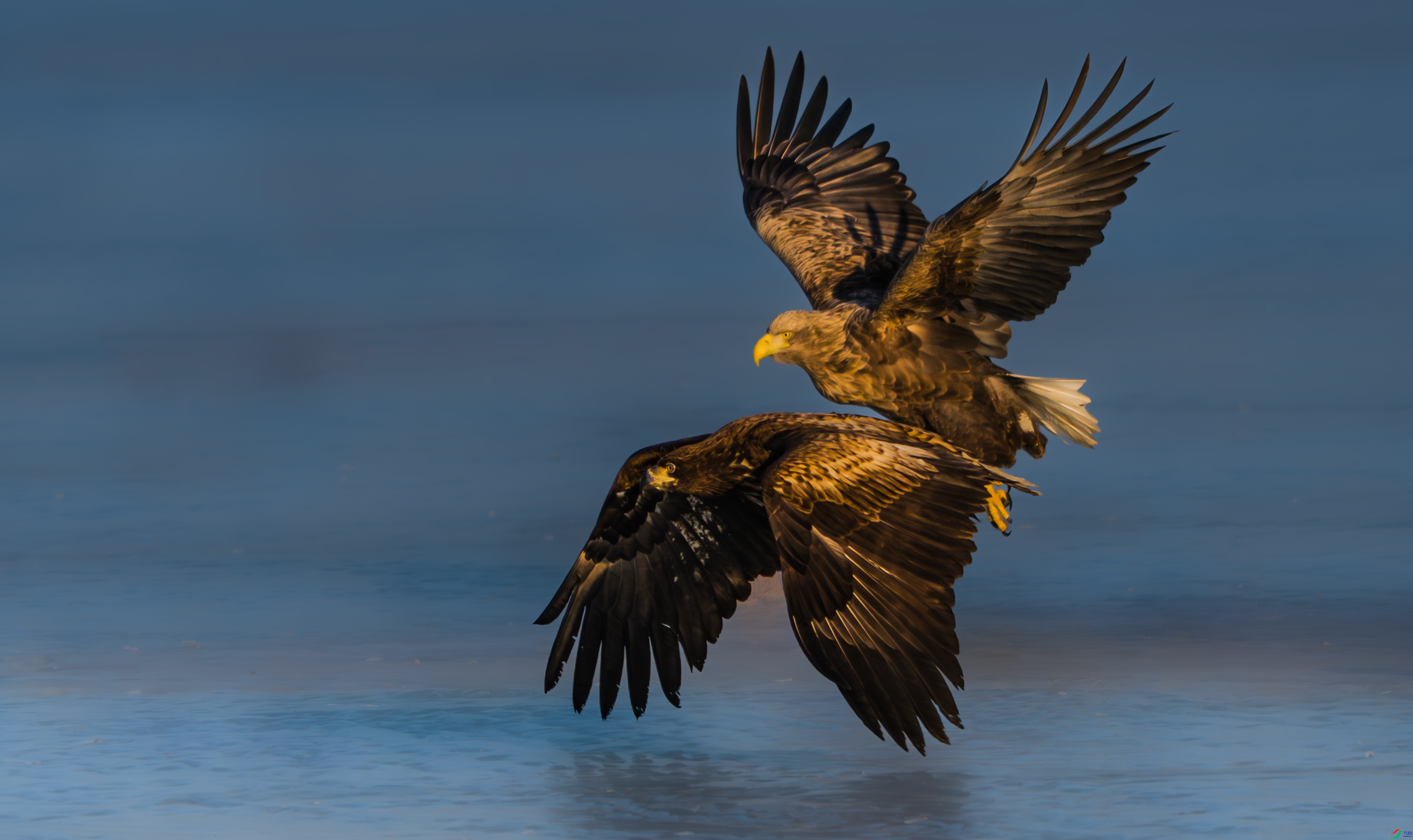 2.27������ʦ��Ʒ   ׷��Ŀ�� ��ף���ٻ���������� .jpg