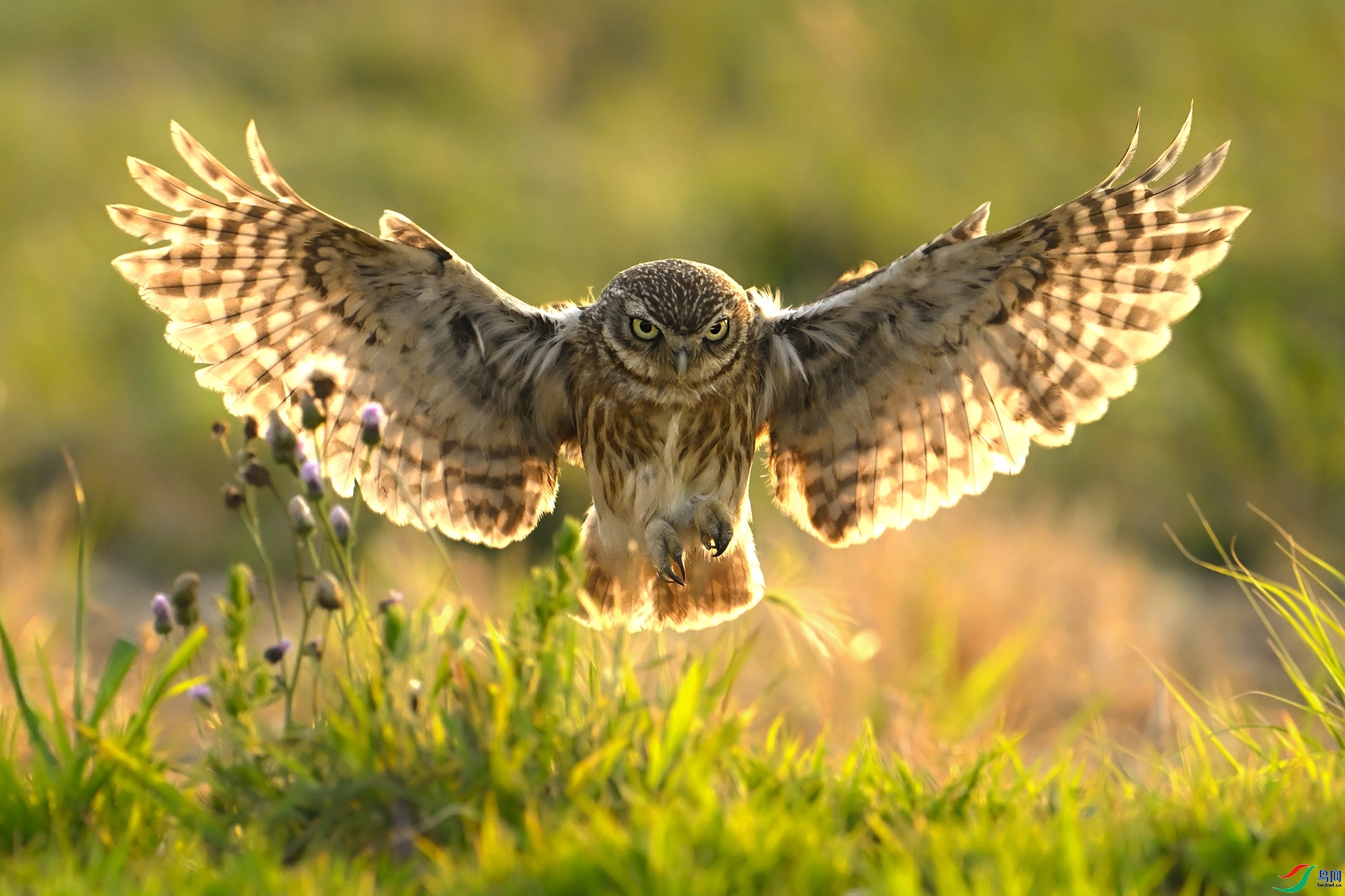 2.28��������ʦ��Ʒ   ���Ƹ�С�^չ�� ��ף���ٻ���Ӱʦ������.jpg