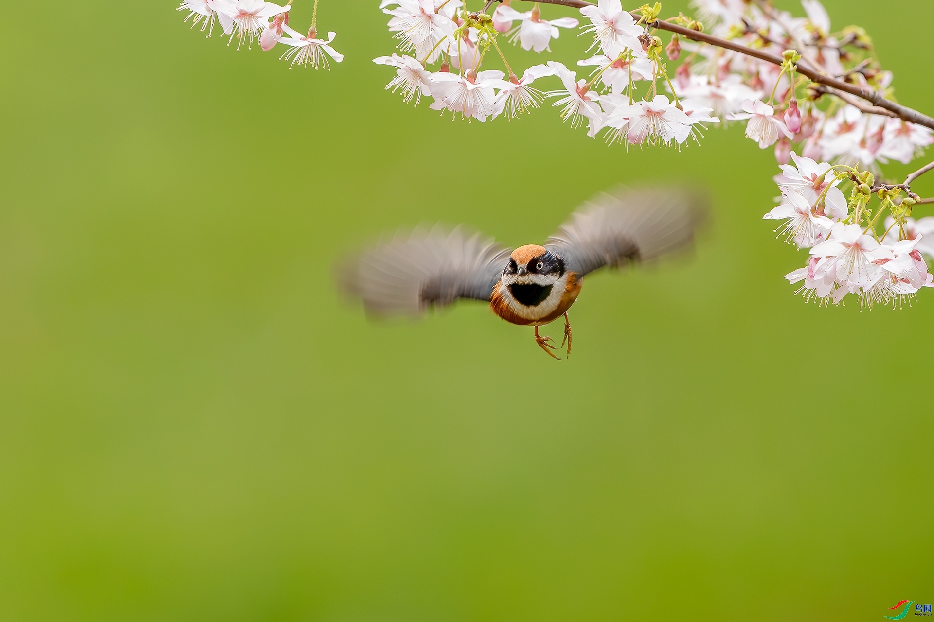 3.1��ҶŮʿ��ʦ��Ʒ   ����һ�ɺ� ��ף���ٻ���Ӱʦ������.jpg