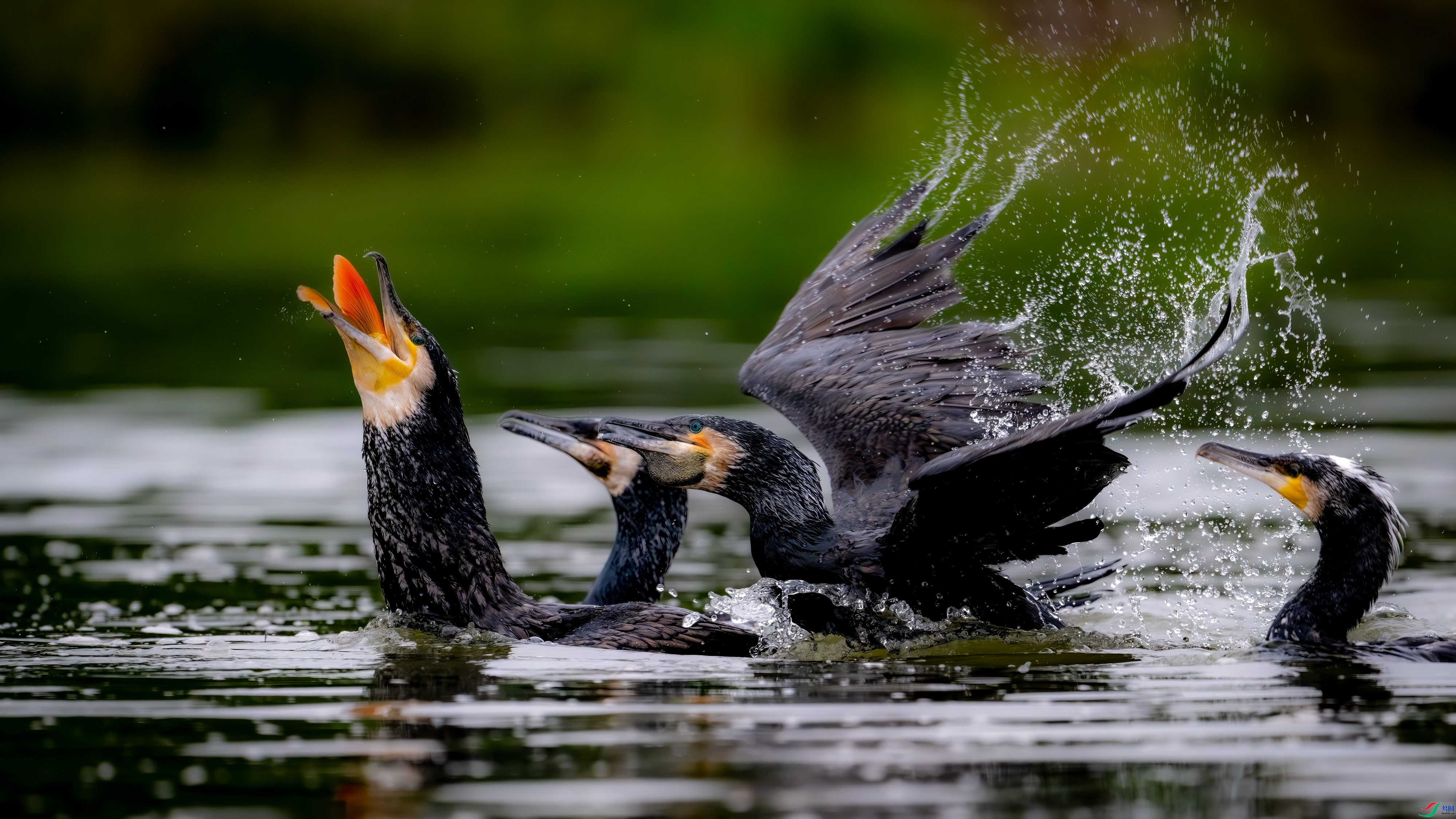 3.1��ˮԴͷ��ʦ��Ʒ   ������ ��ף���ٻ����������.jpg