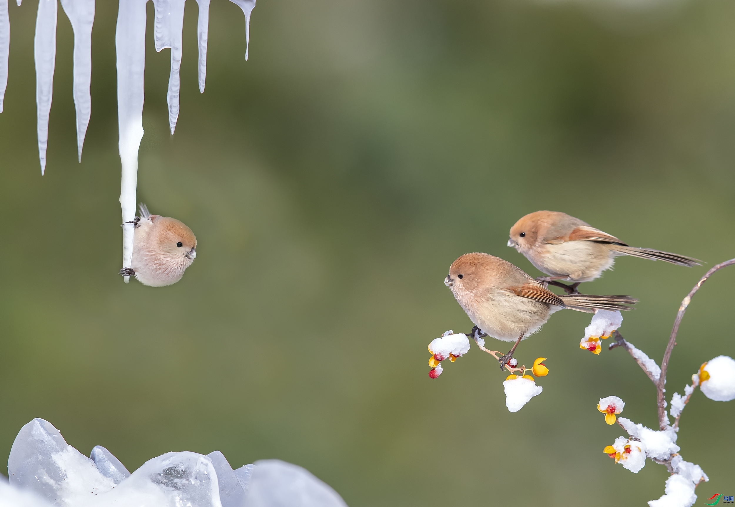 3.5������ʦ��Ʒ   һ�Զ� ��ף���ٻ����������.jpg