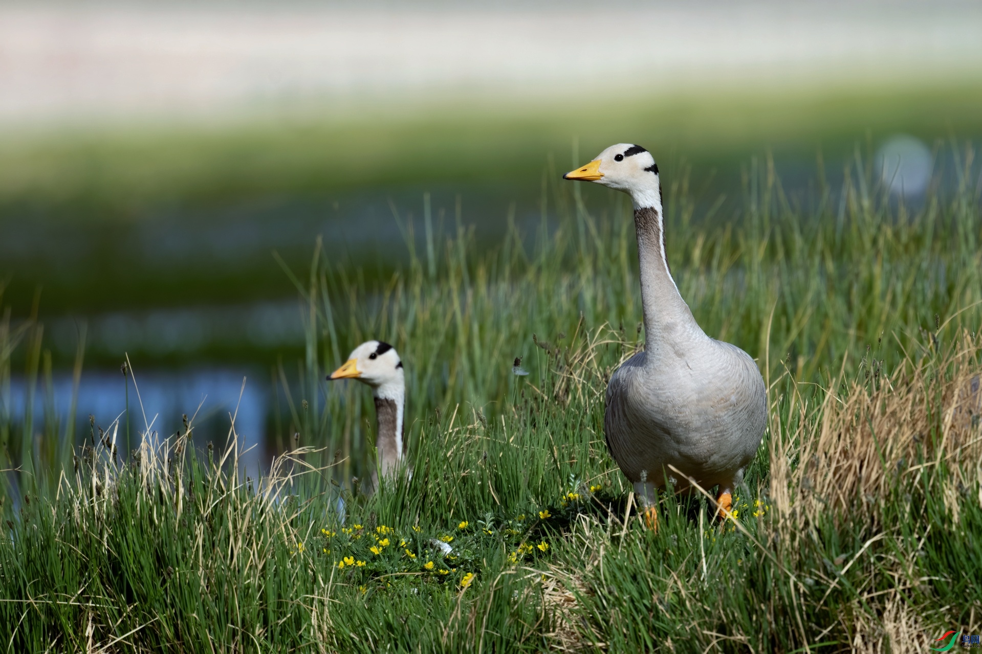 _DSC3231-01.jpeg