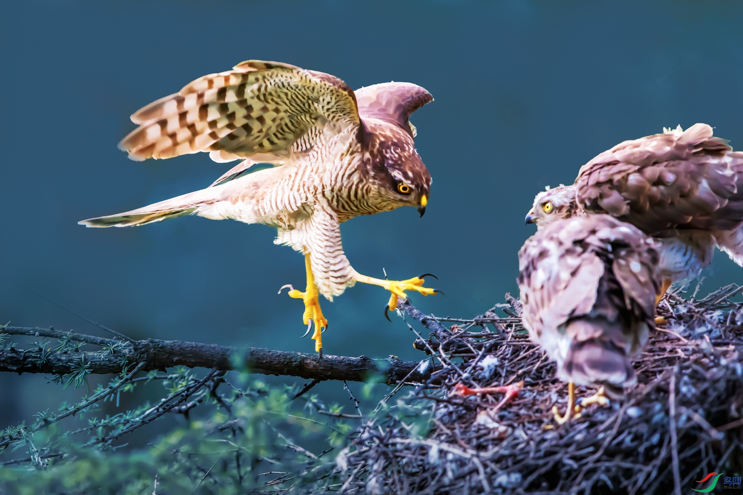 ȸӥ----����鳲