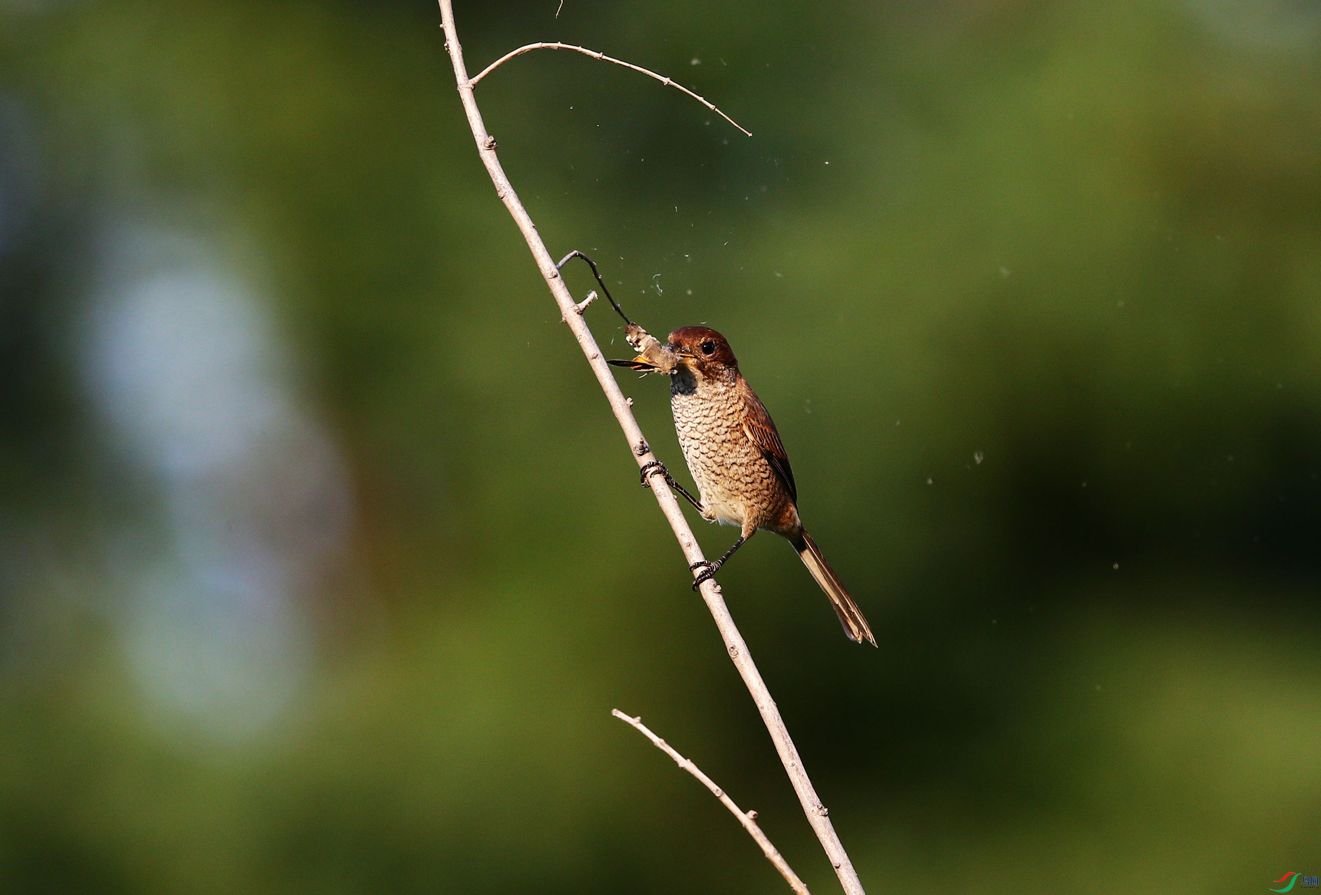 ţͷ���� (56).JPG