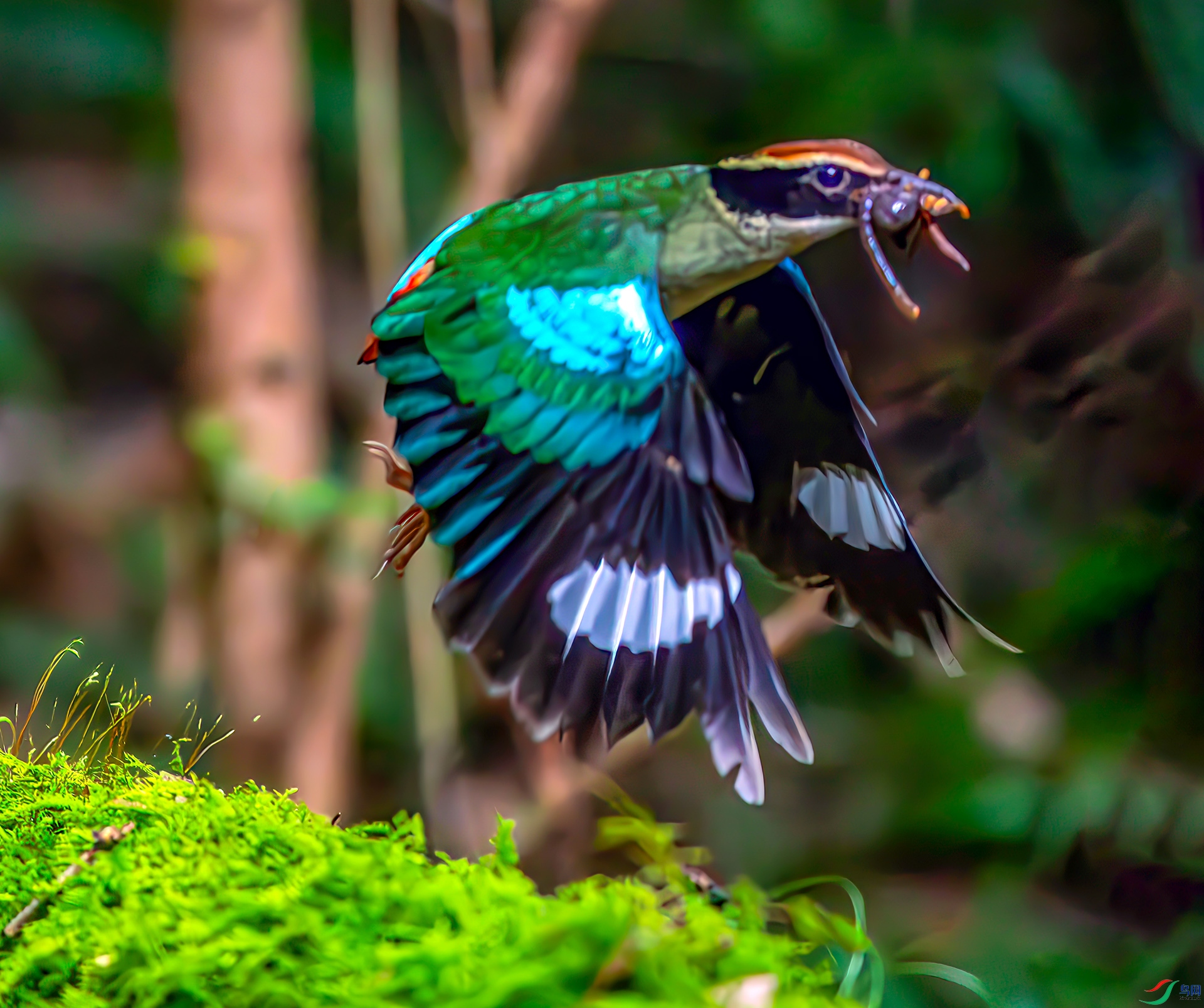 AS7I9818-----33  .jpg