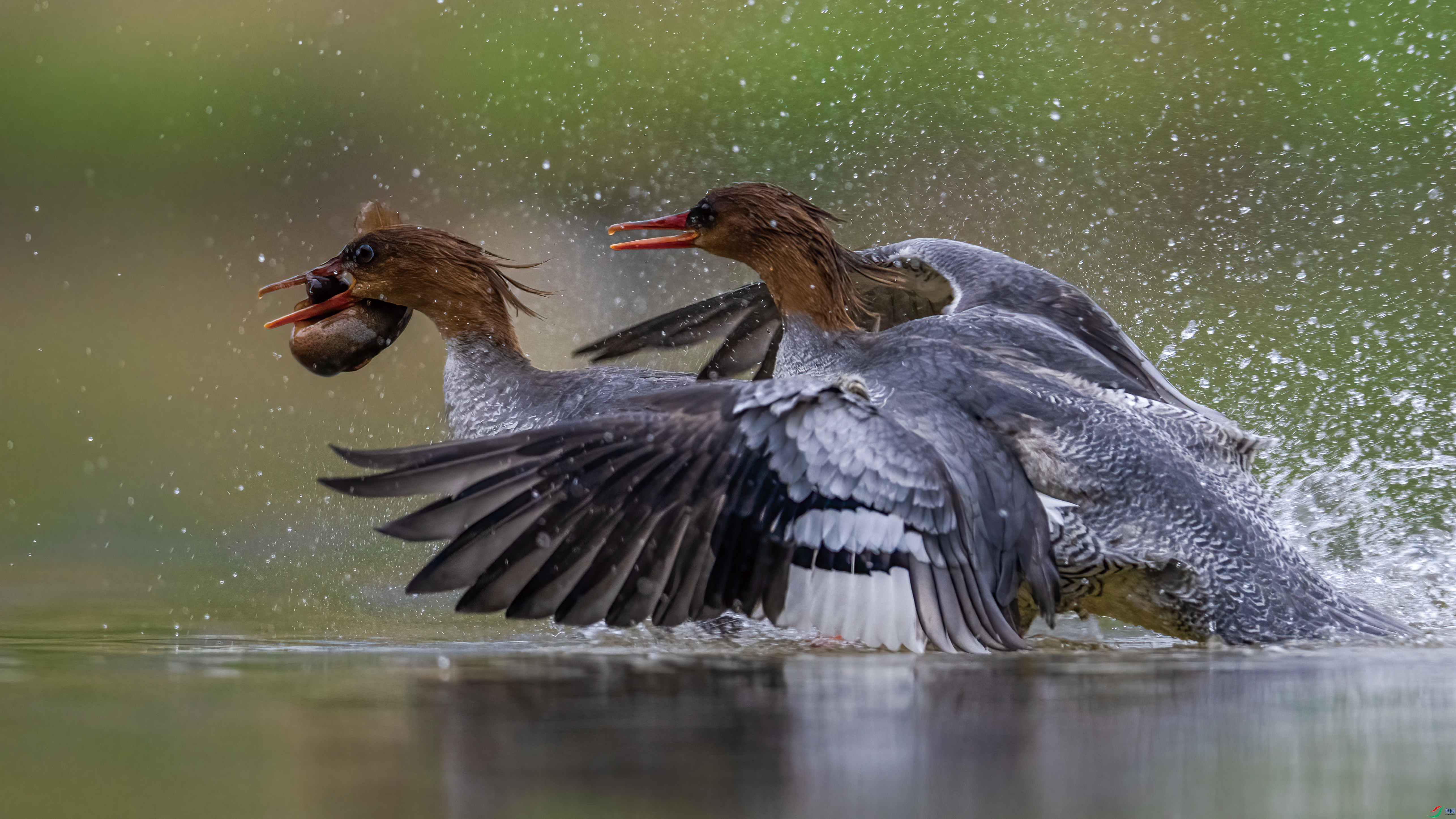 �����������л���ɳѼ