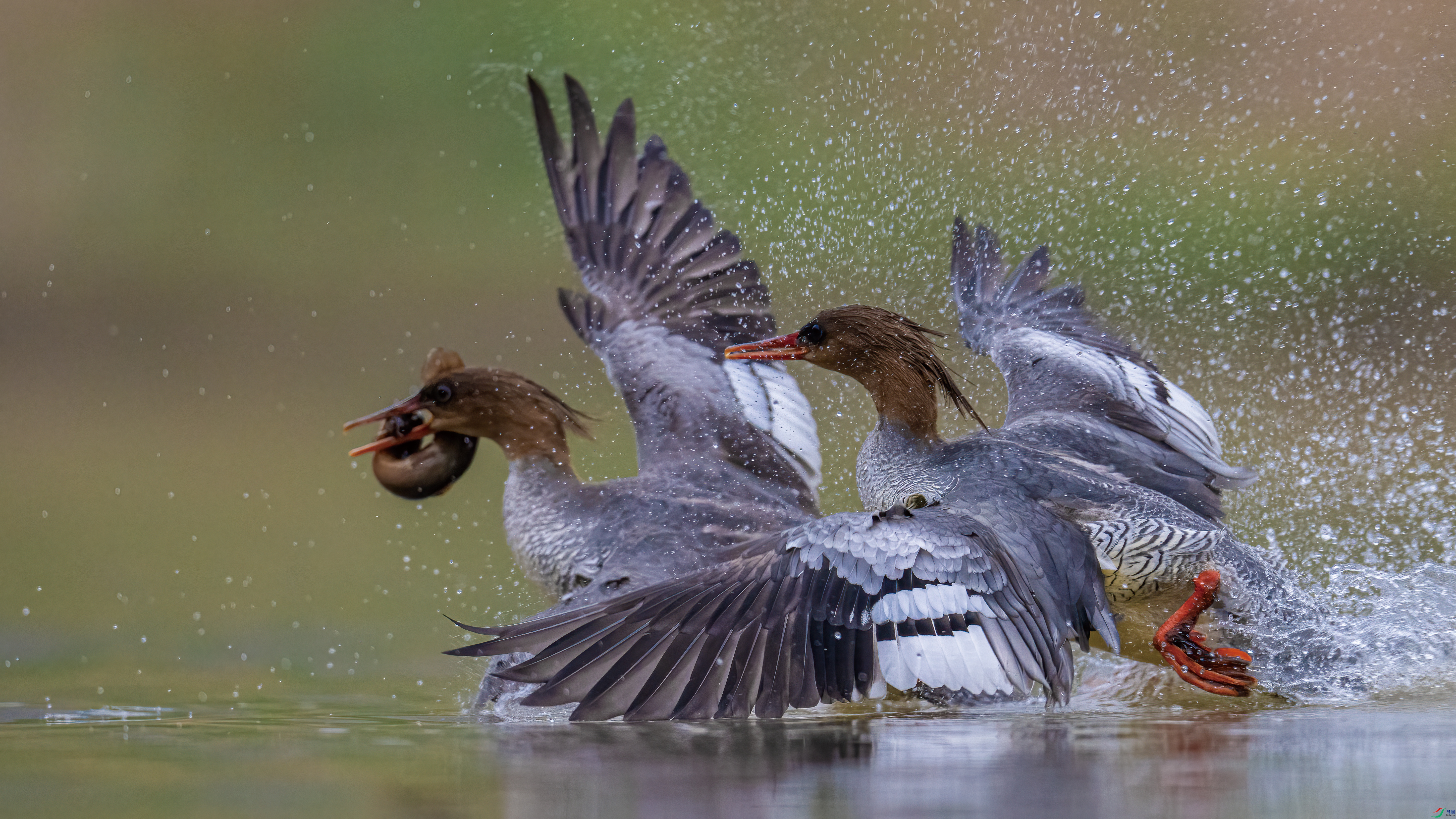 �����������л���ɳѼ