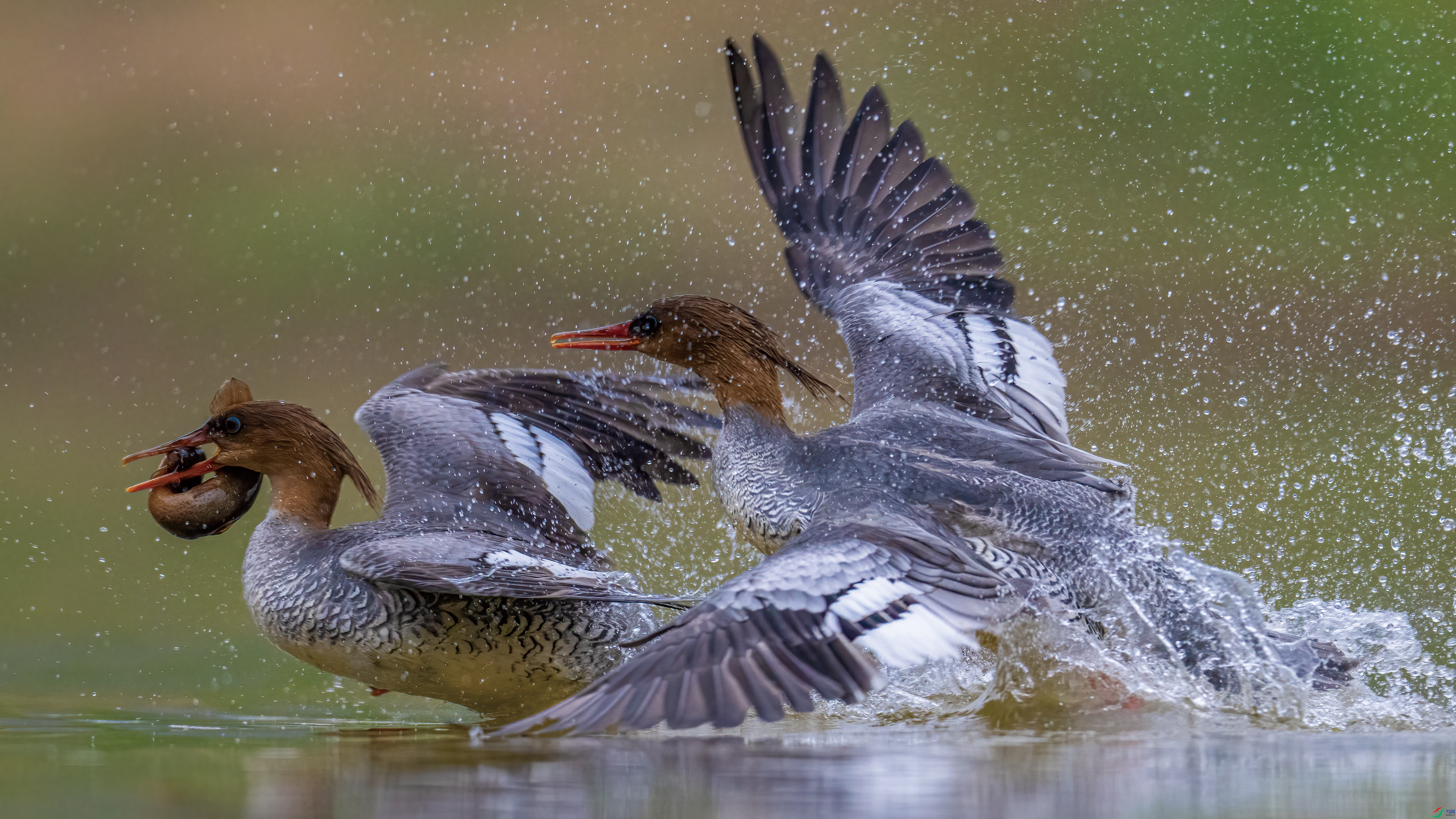 �����������л���ɳѼ