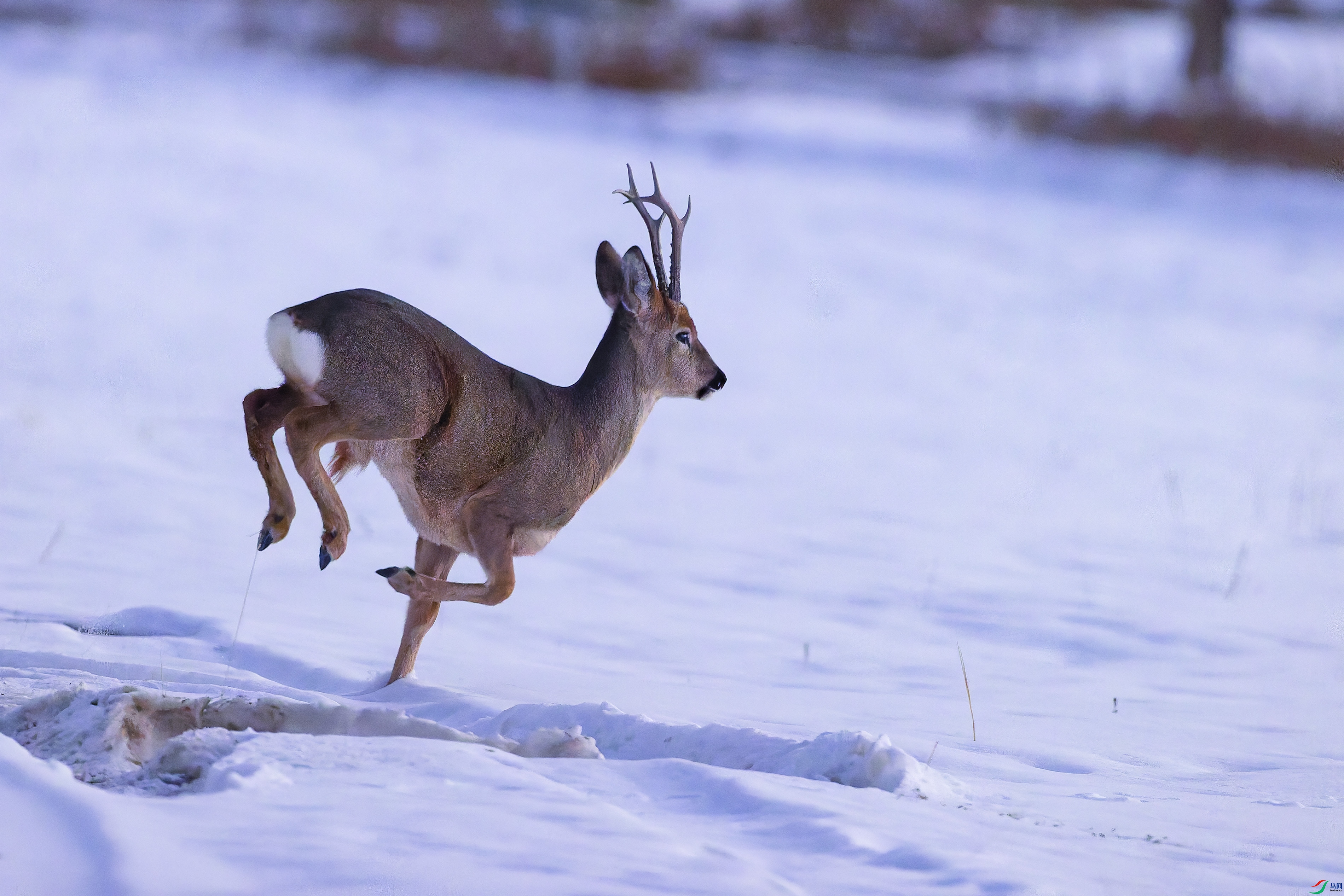 ��ѩ���ﱼ�ܵ����ӡ�