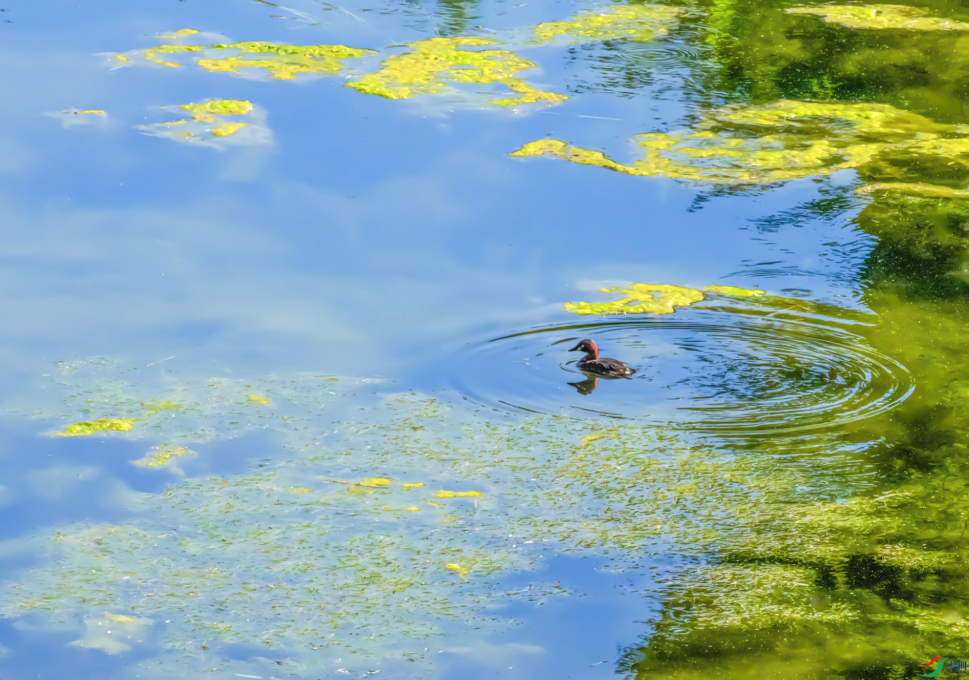 DSC_0076 (2) ���� 2.jpg