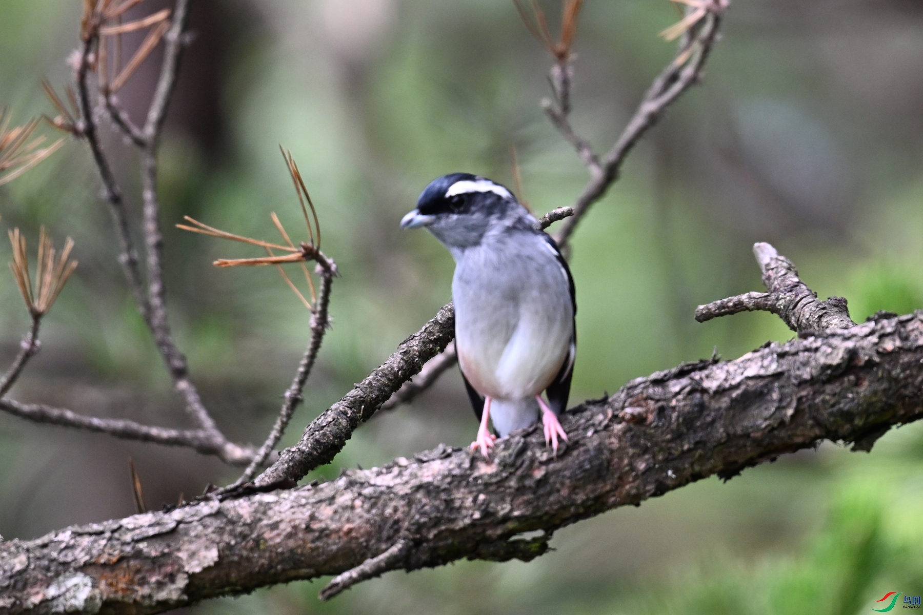 DSC_1350.JPG