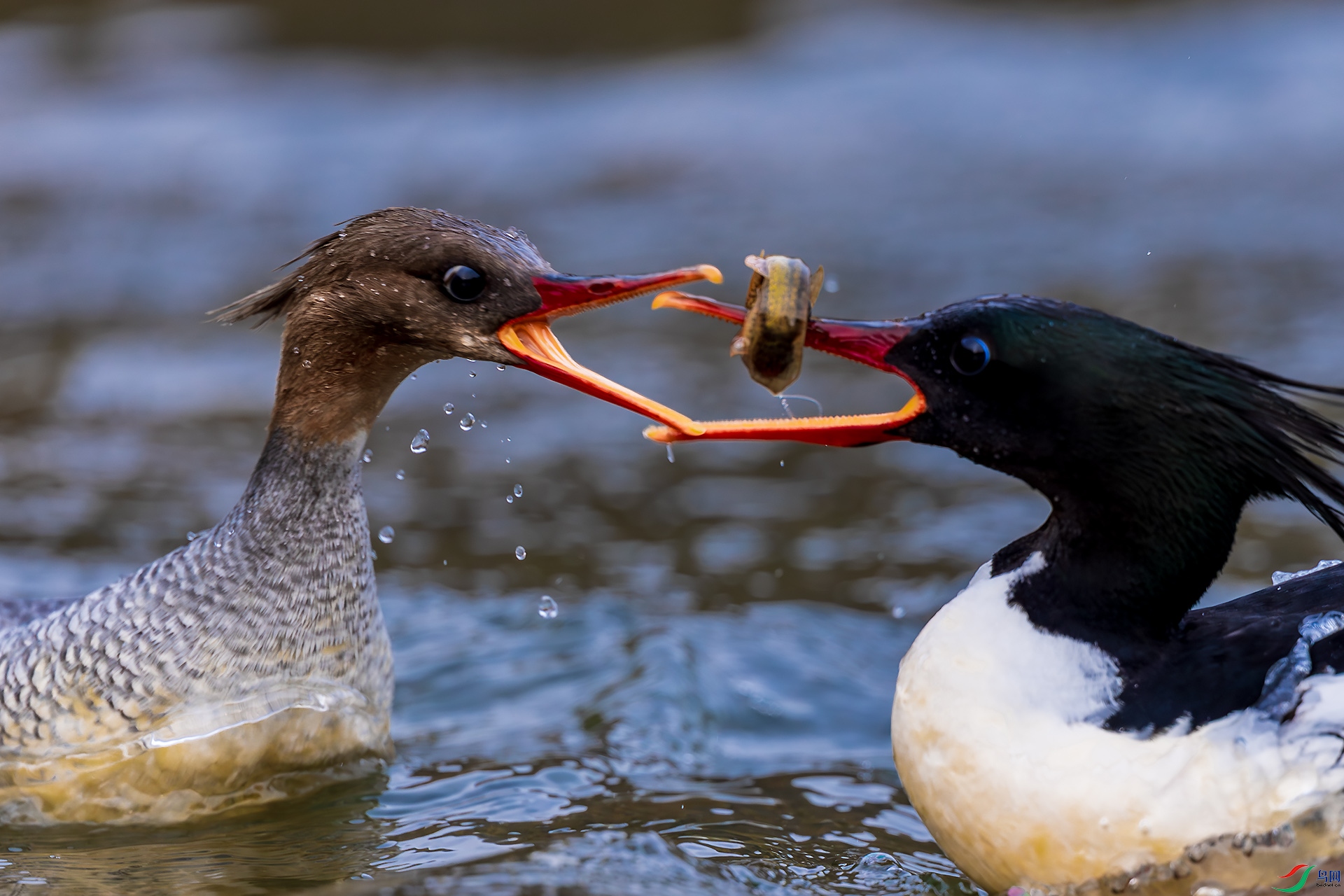 _F9A8103 ����.jpg