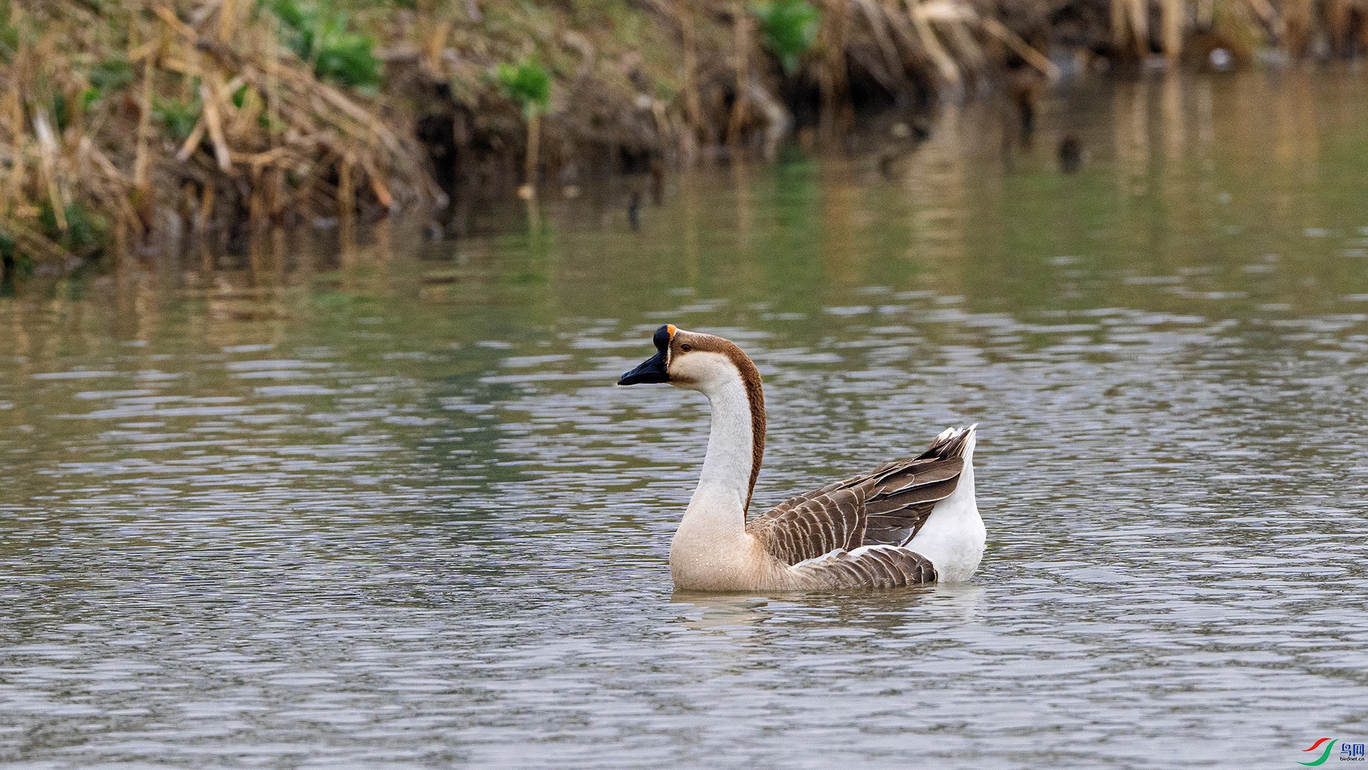 DSC_8799 ����.jpg