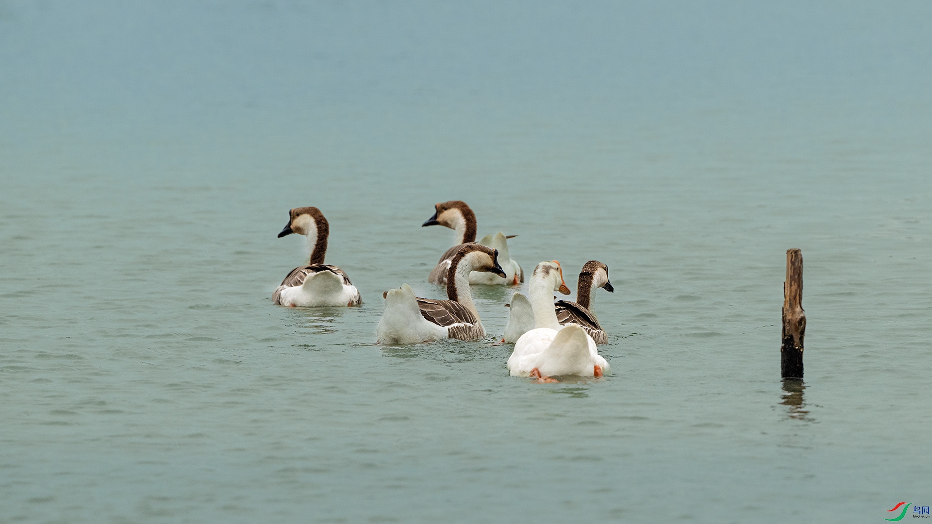 DSC_8794 ����.jpg