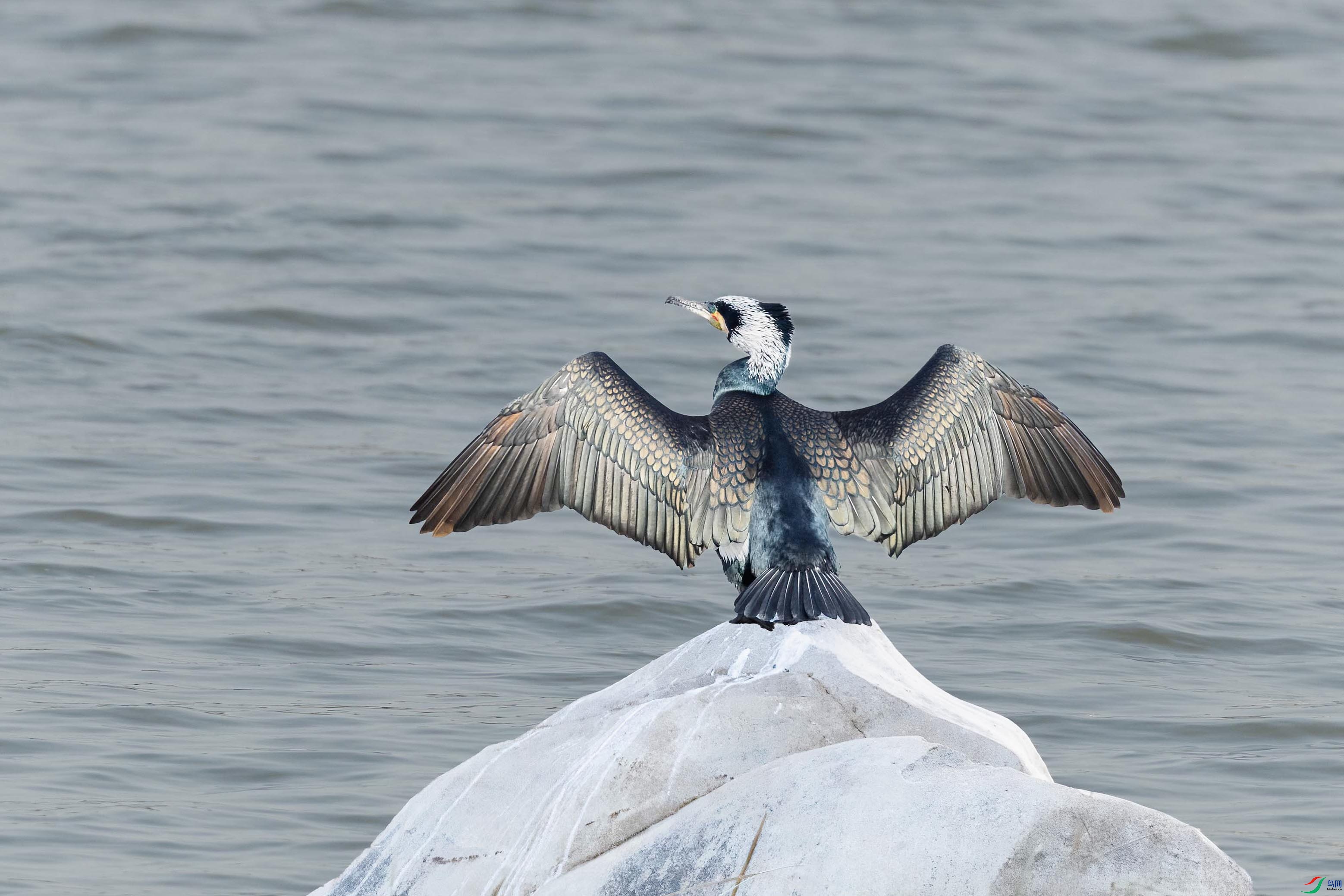 ��ͨ����