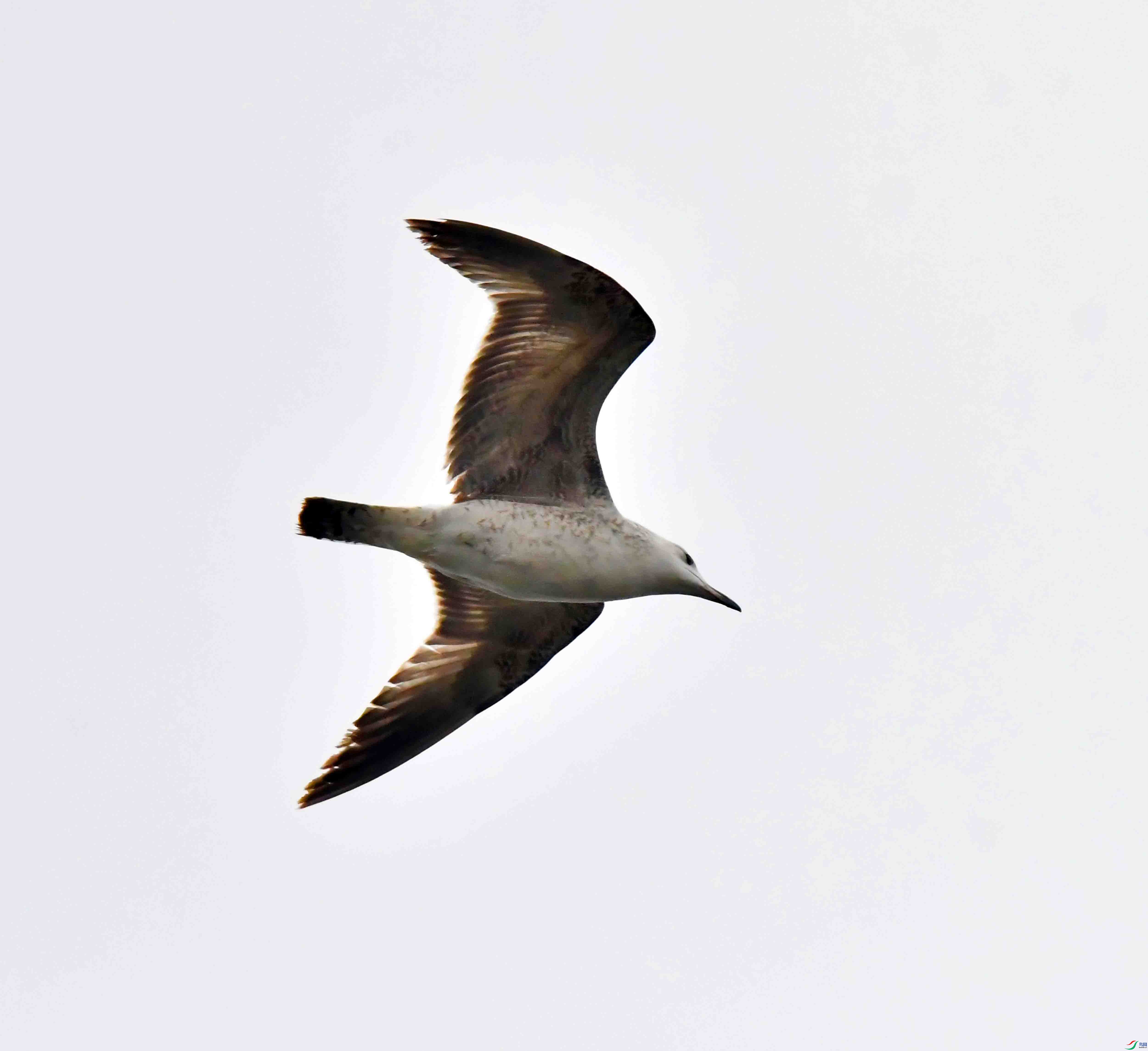 DSC_1885.JPG