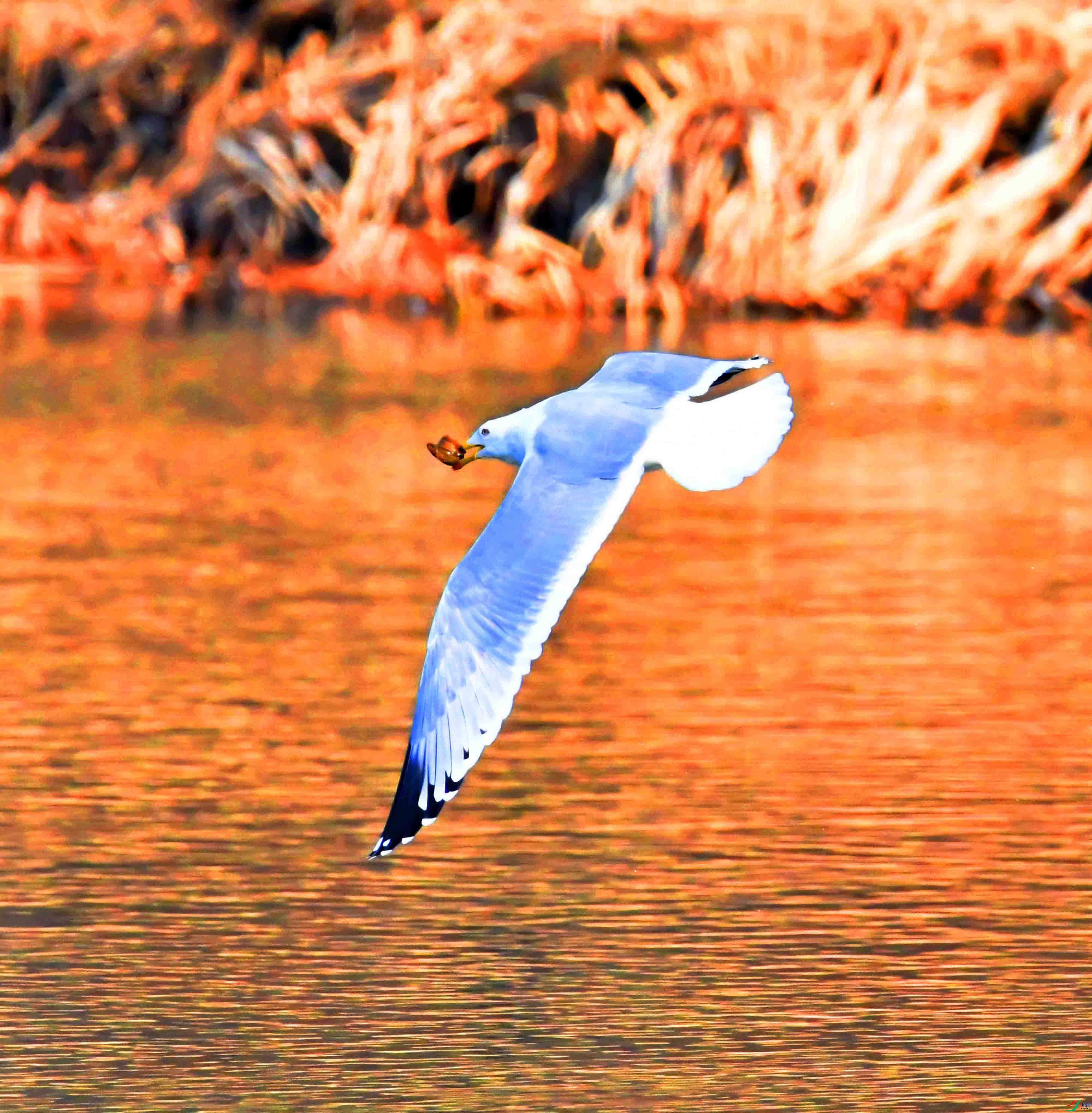 DSC_2039.JPG