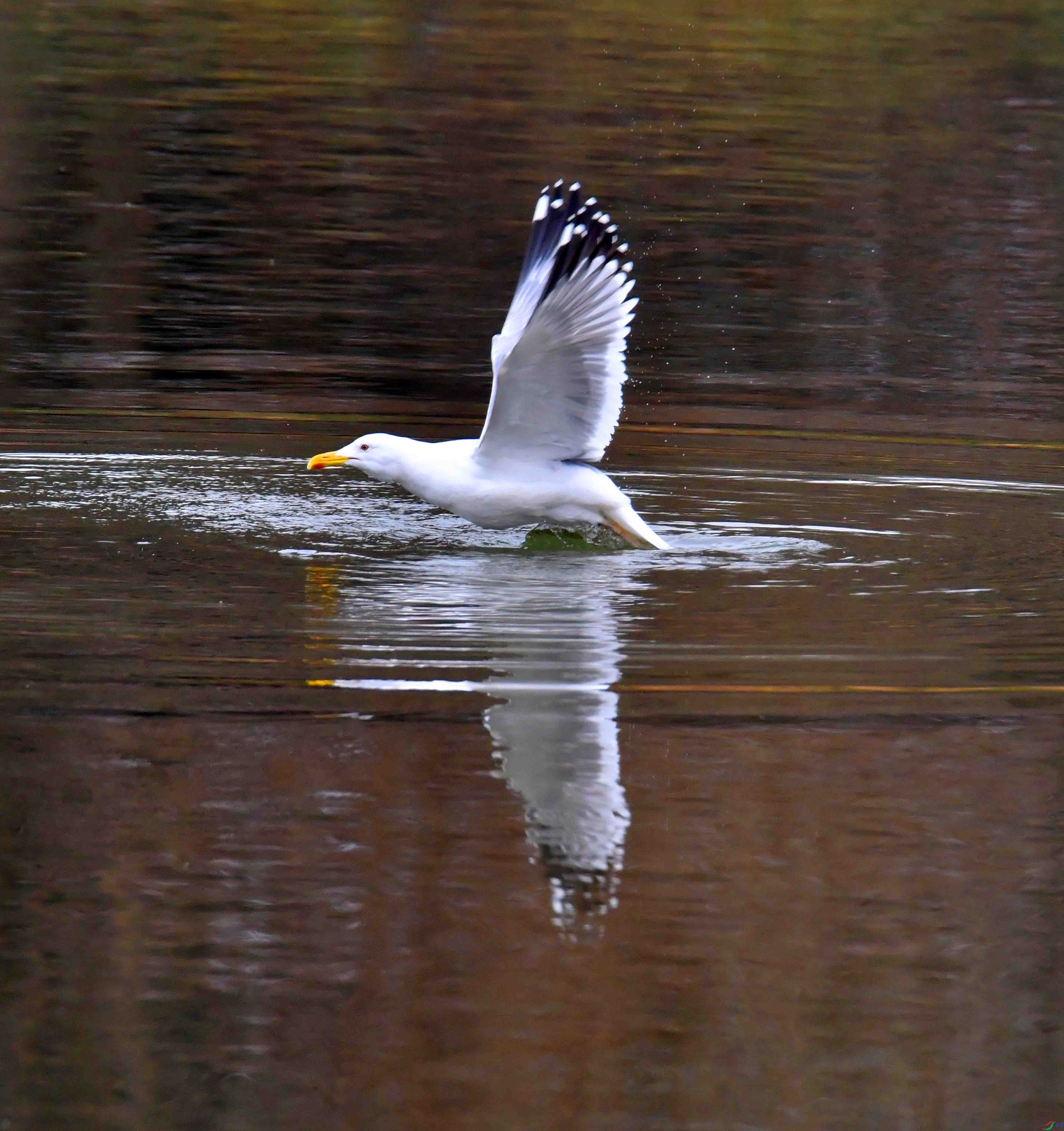 DSC_2211.JPG