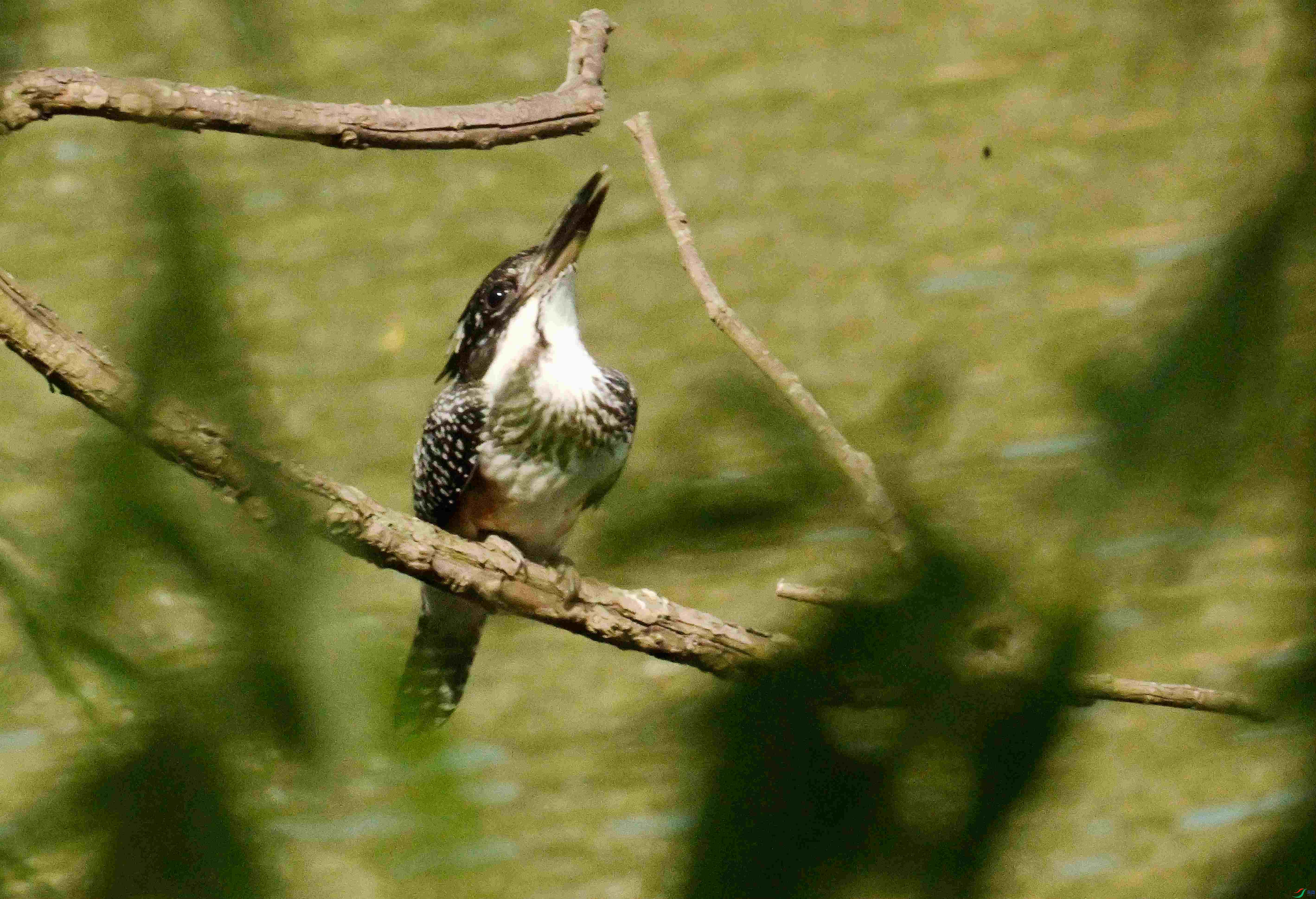 DSC_7471.JPG