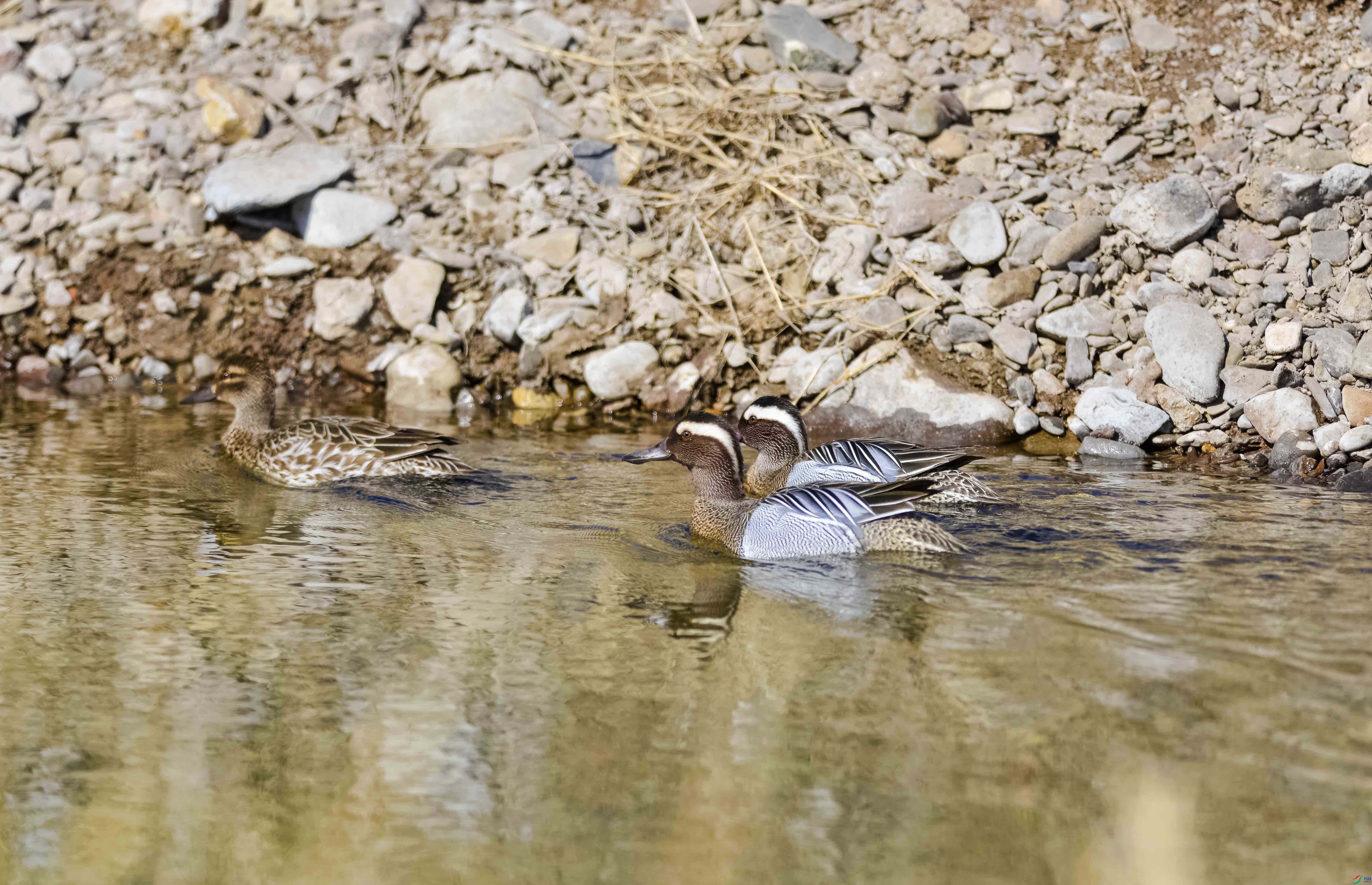 DSC_6299.jpg