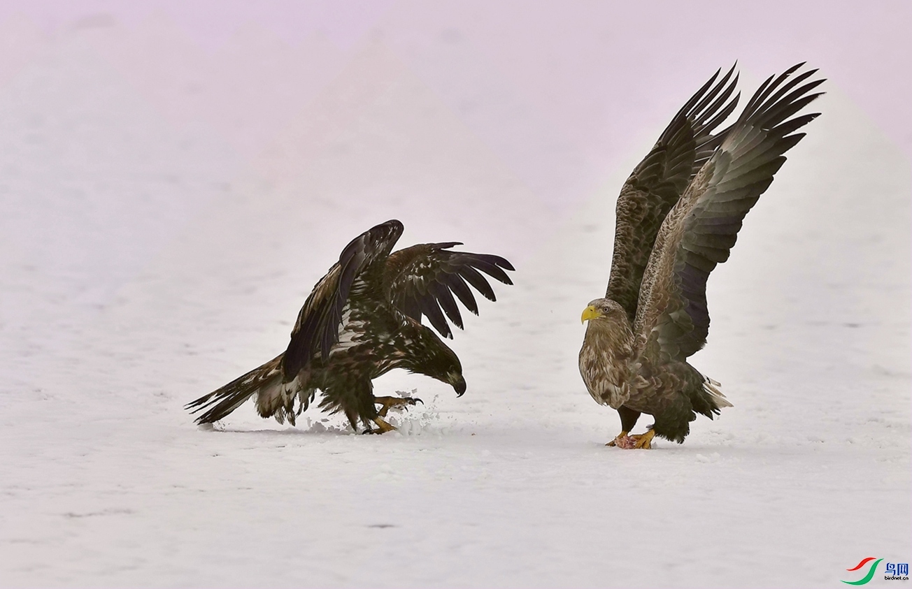 ��Ϊ������