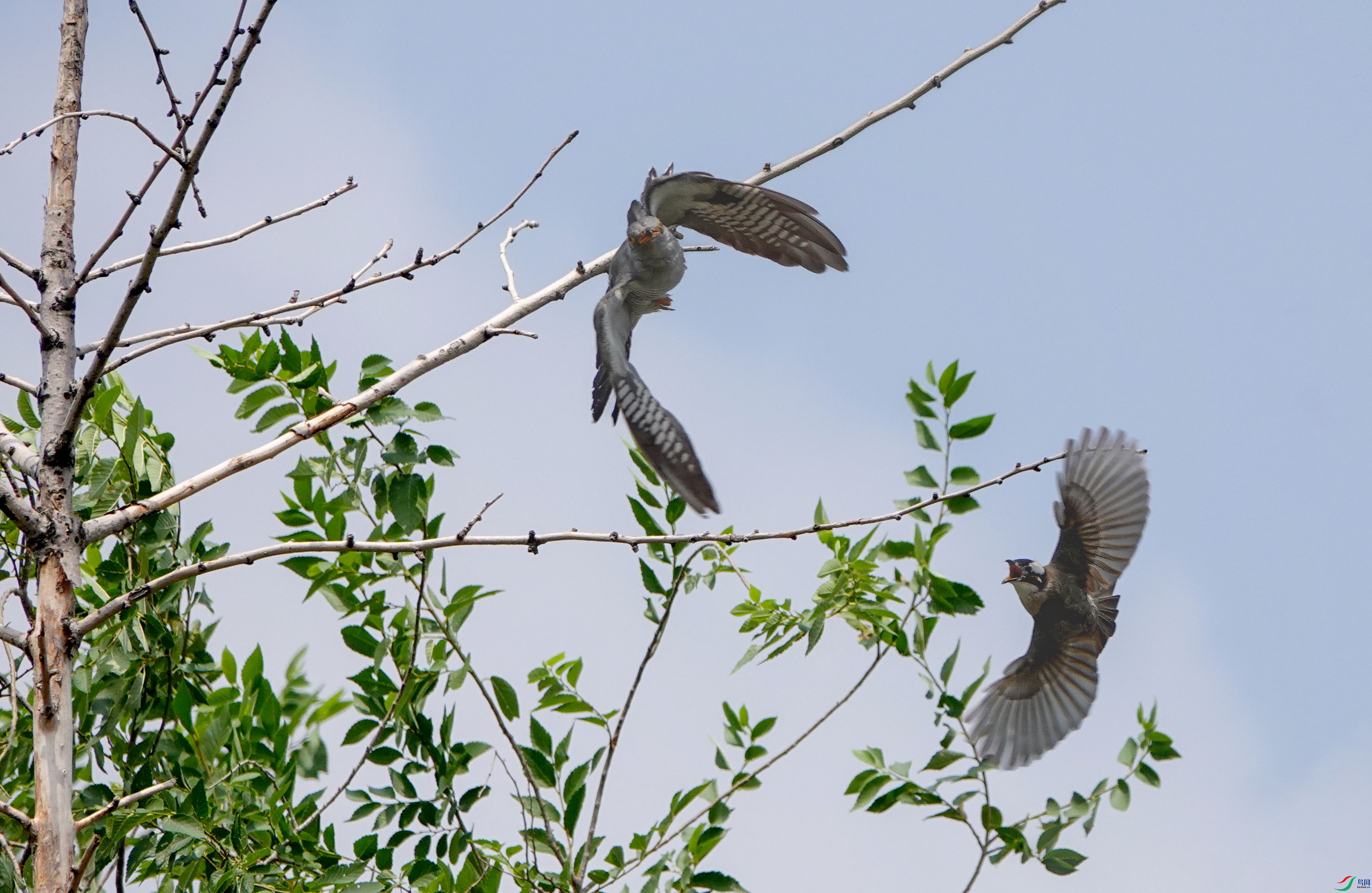 DSC02701 ����.jpg