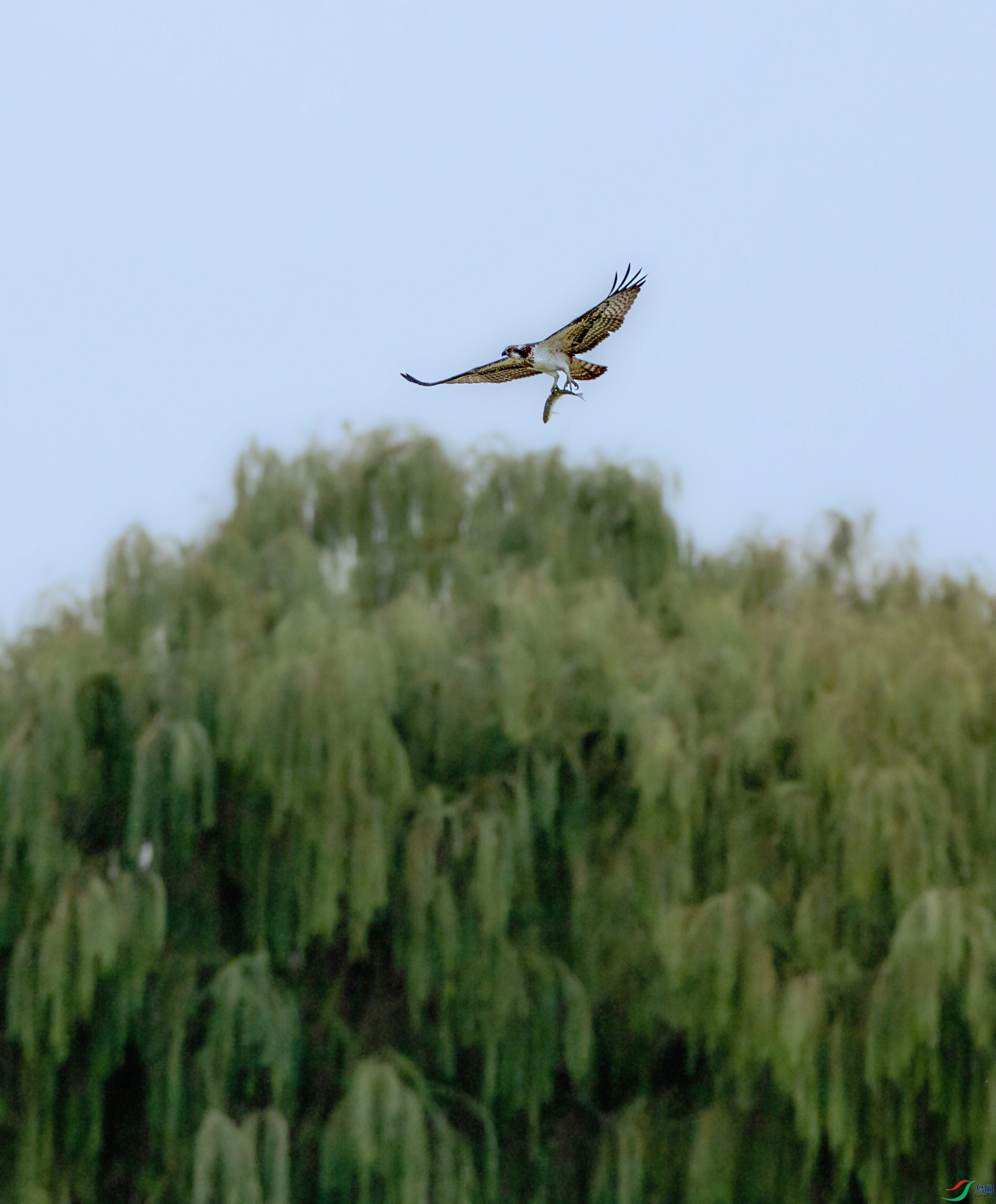 673A1554 ����.jpg