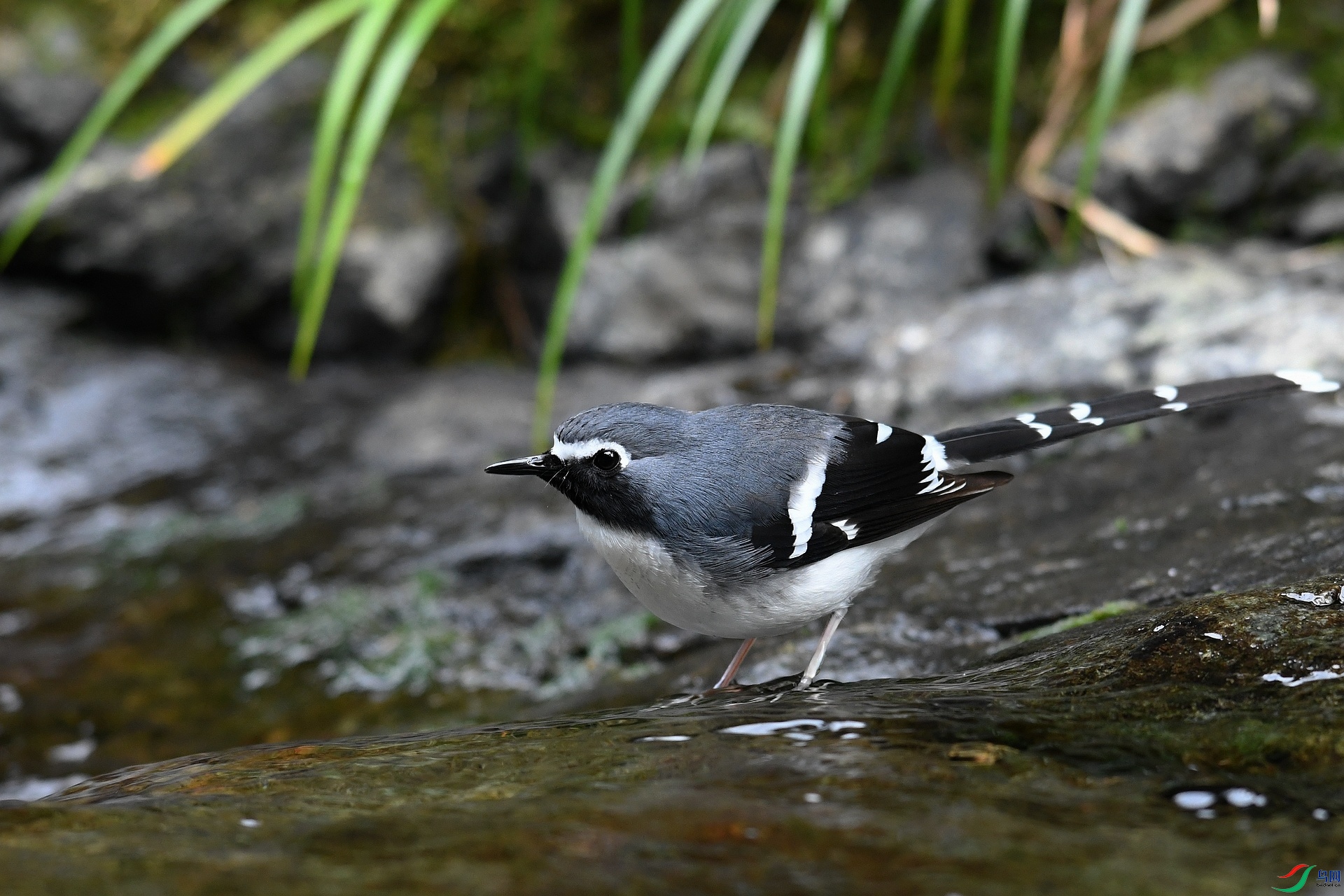 DSC_6594.jpg