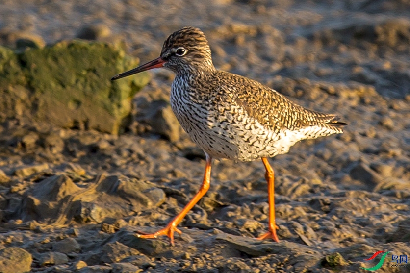 _MG_0346 ����.jpg