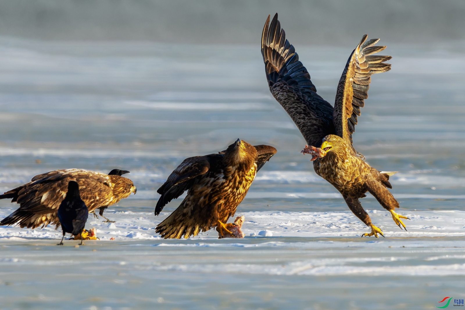 ��β����----��������