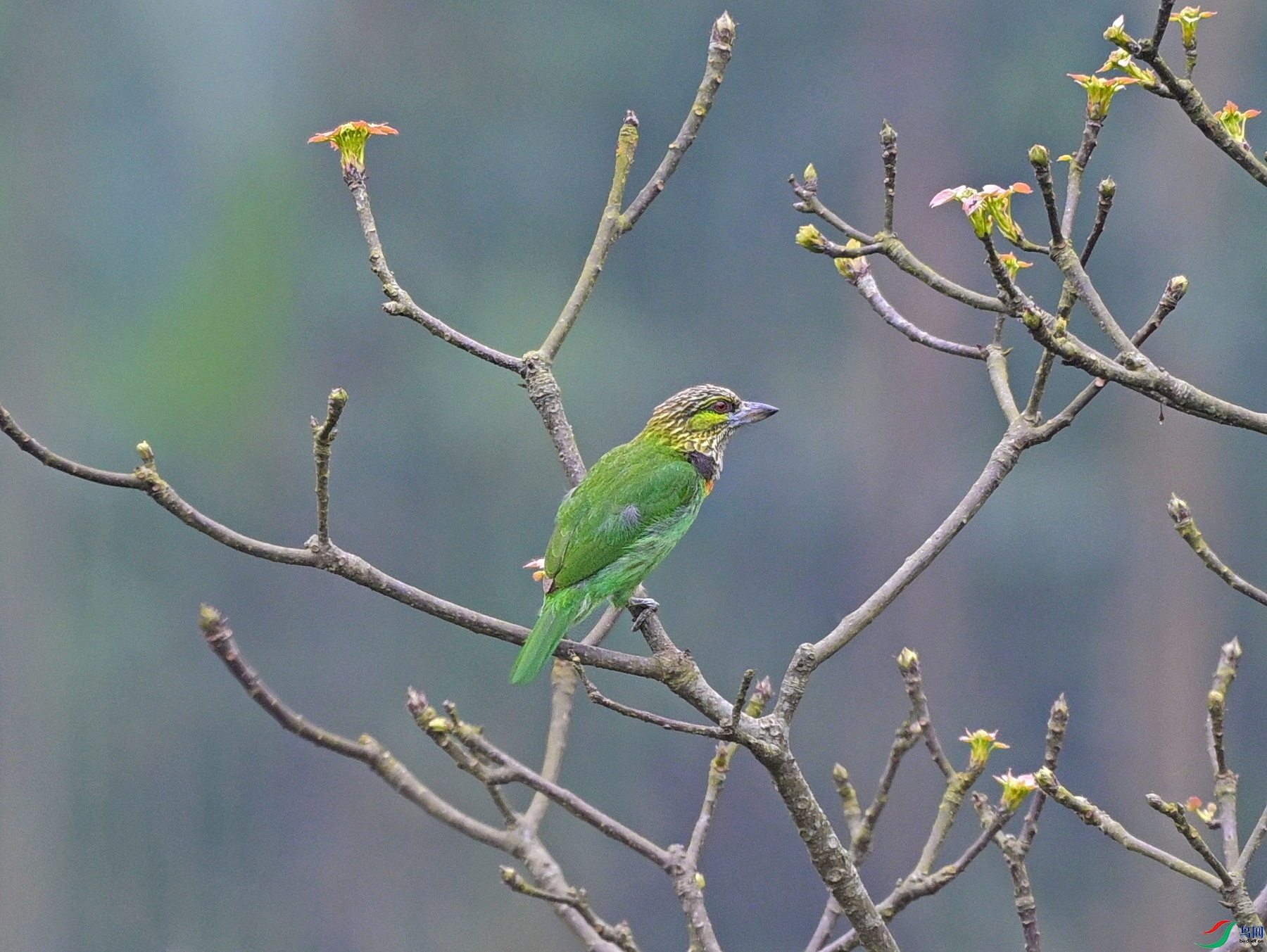 DSC_0342.JPG