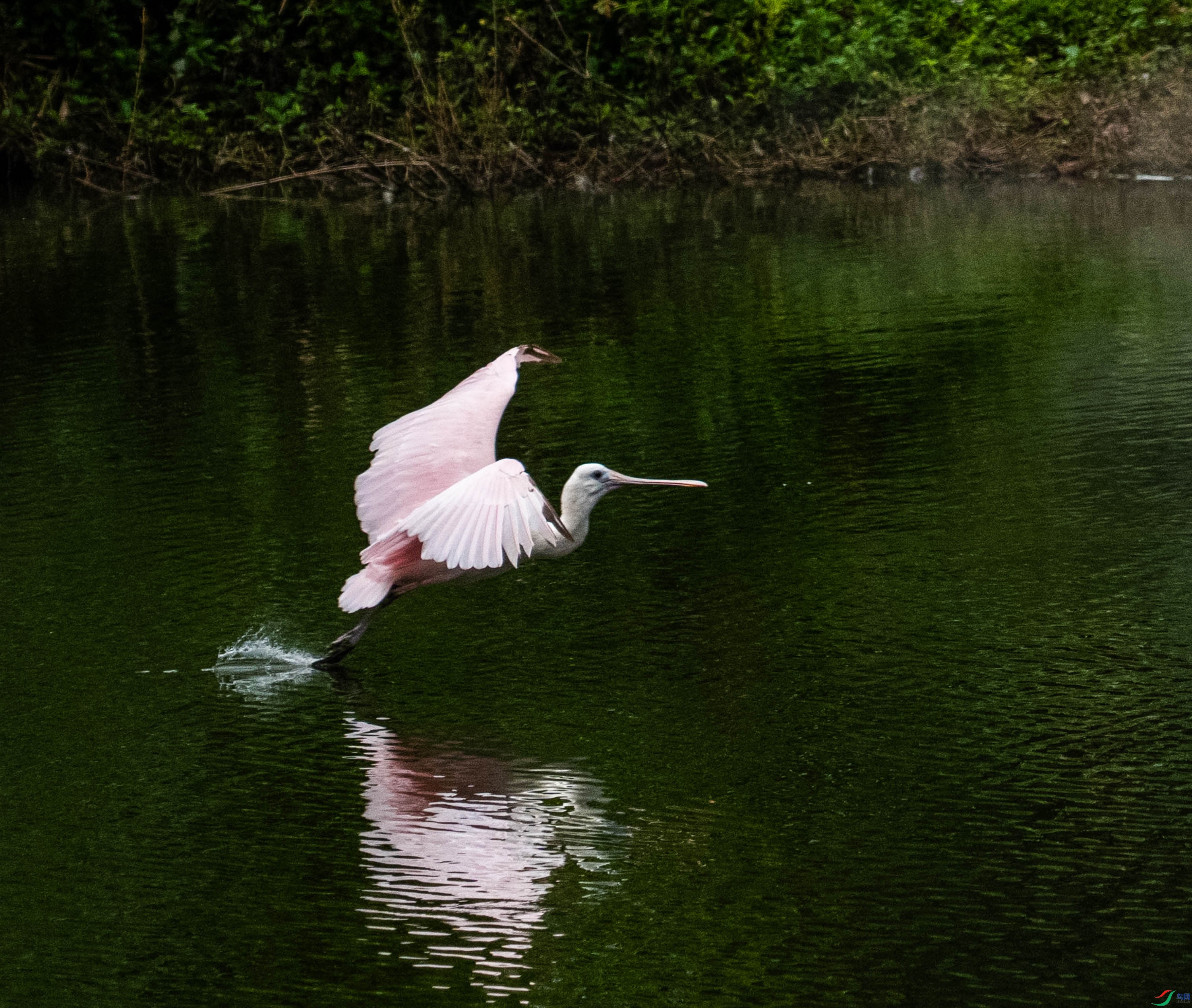 DSC00186.jpg