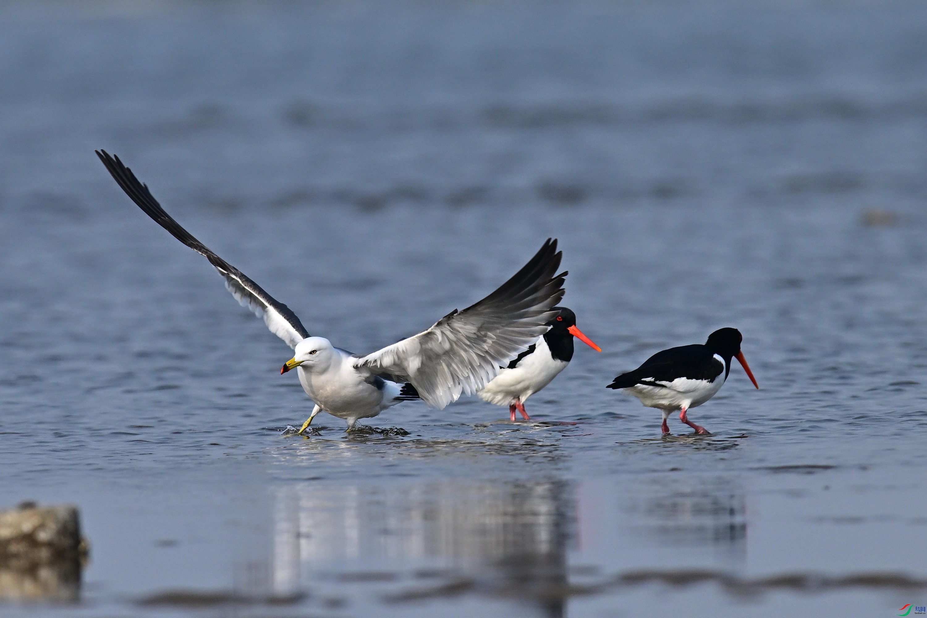 ���� (2).jpg