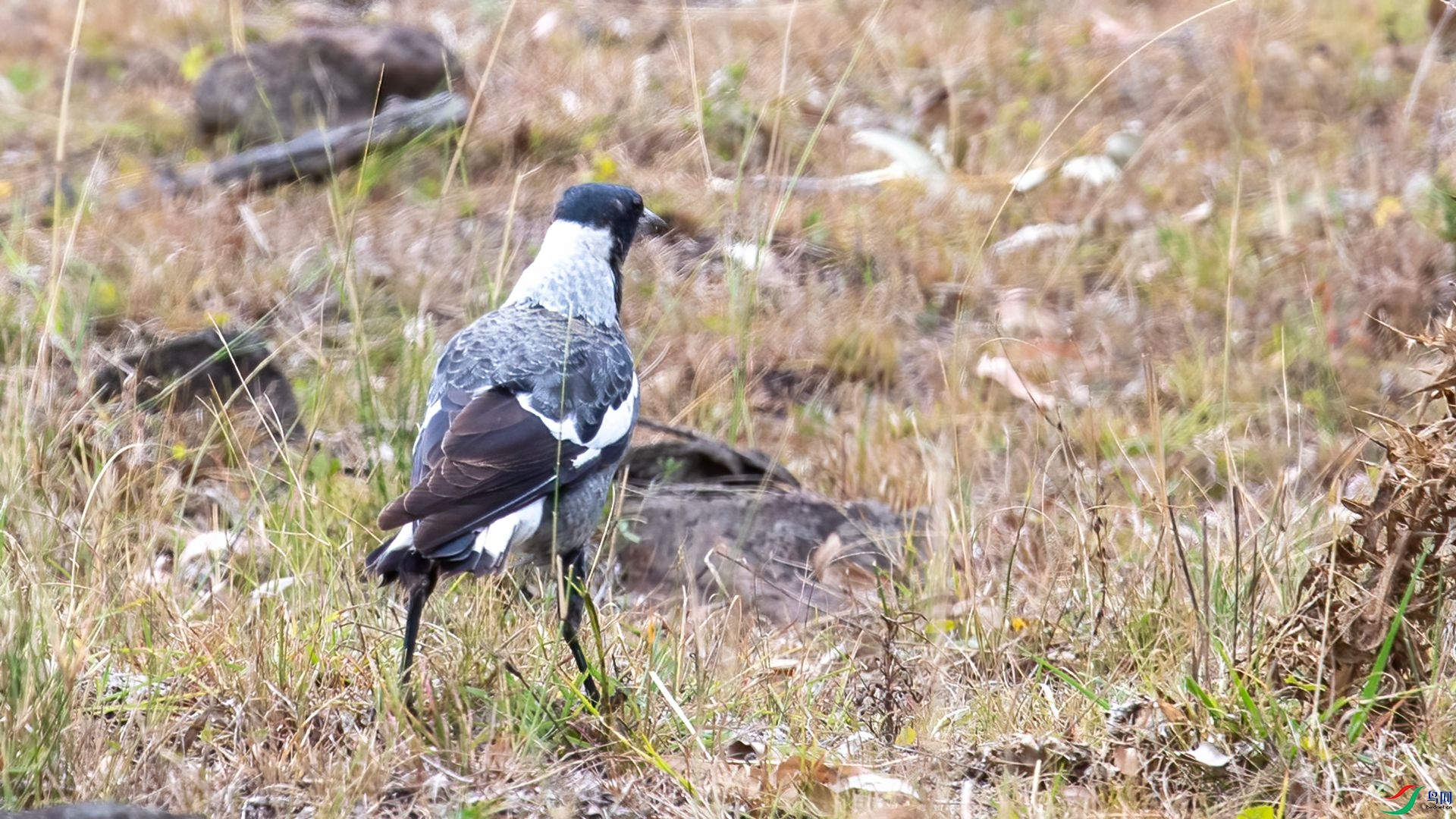 _DSC6717 ����.jpg