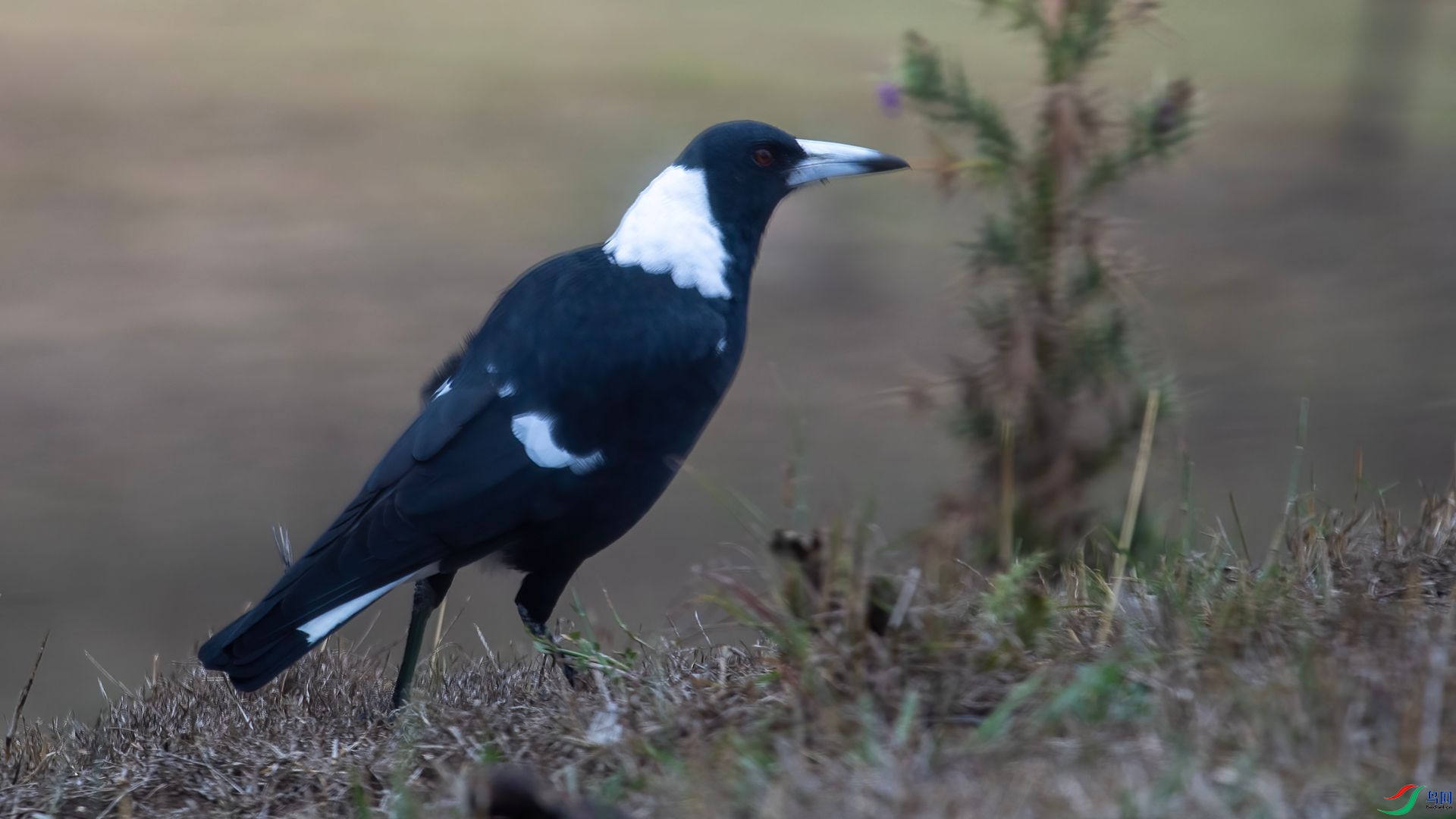 _DSC6739 ����.jpg