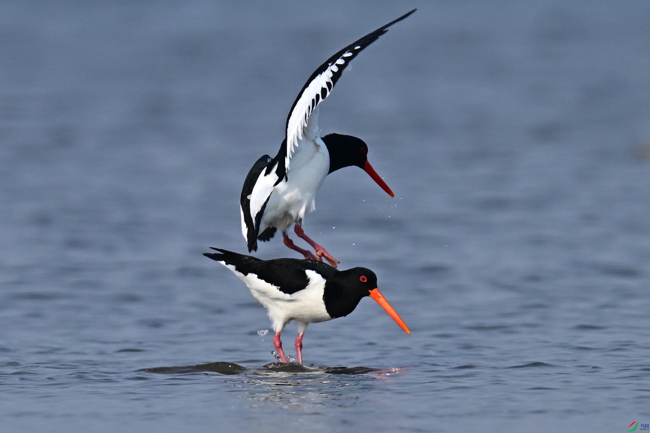 ���� (18).jpg