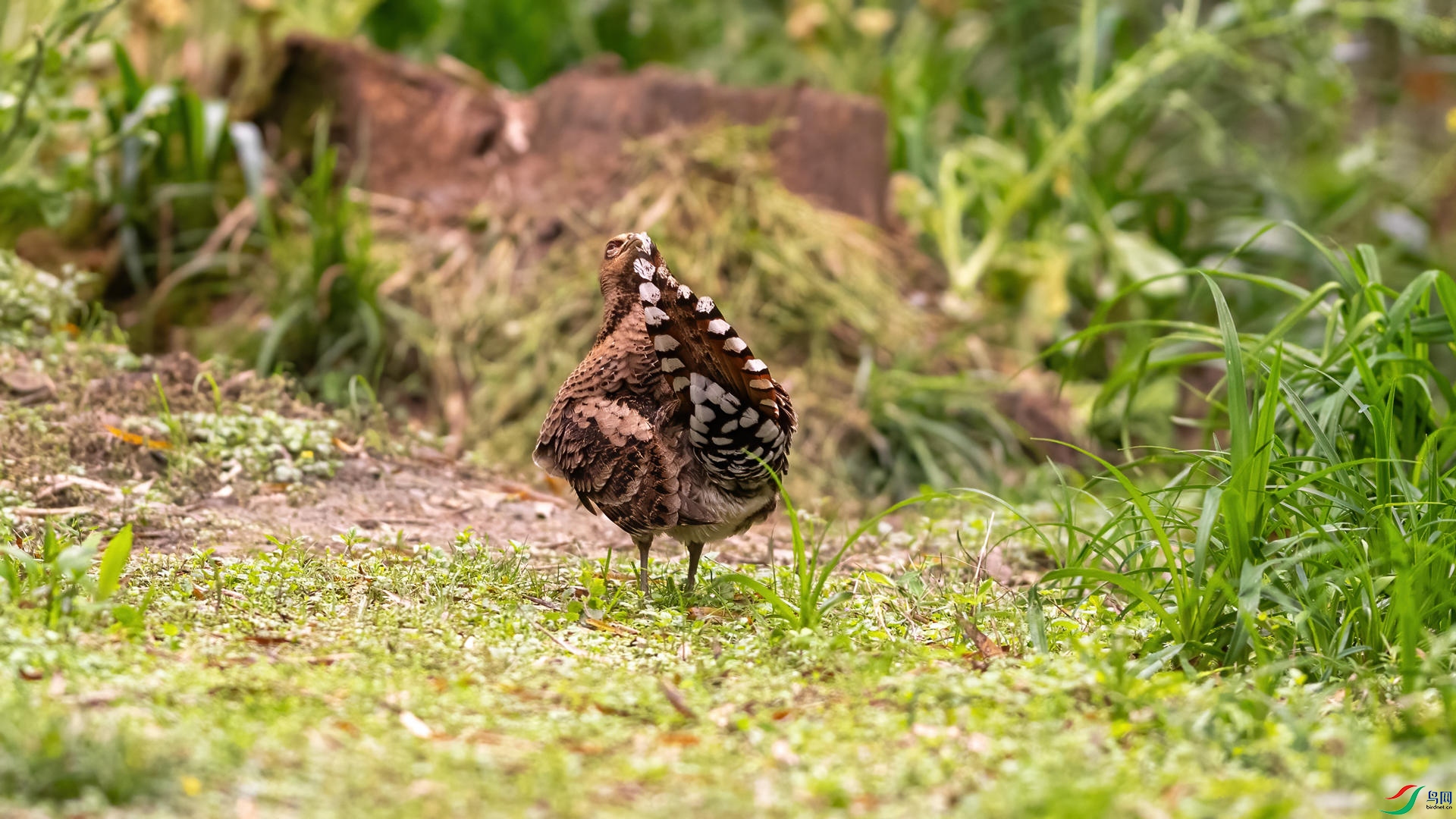 _DSC0321 ����.jpg