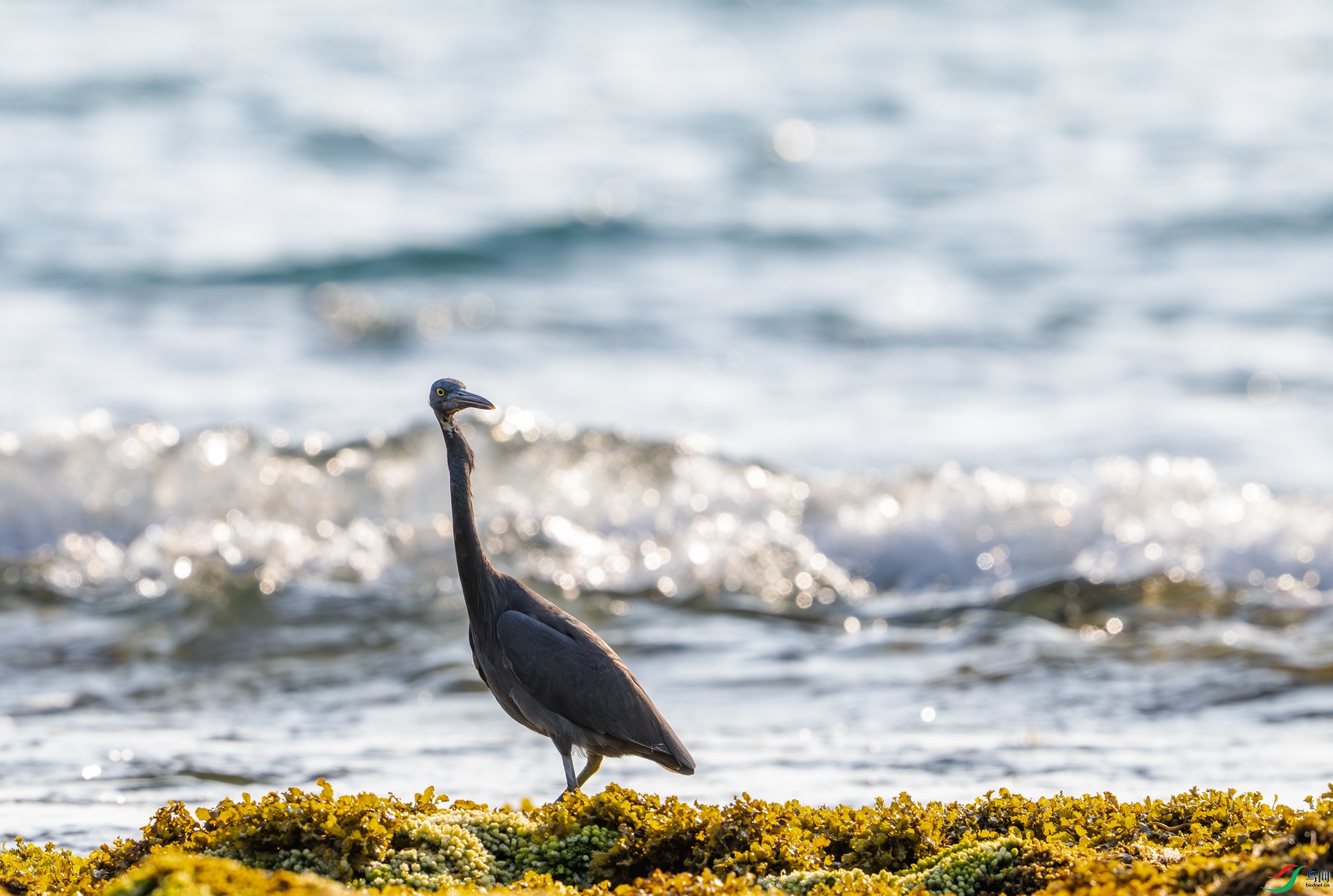 DSC_7315-1.jpg