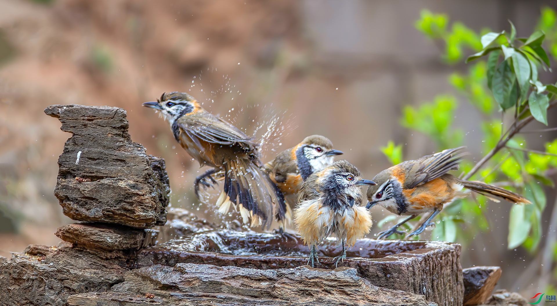 _S7I0041----33  .jpg