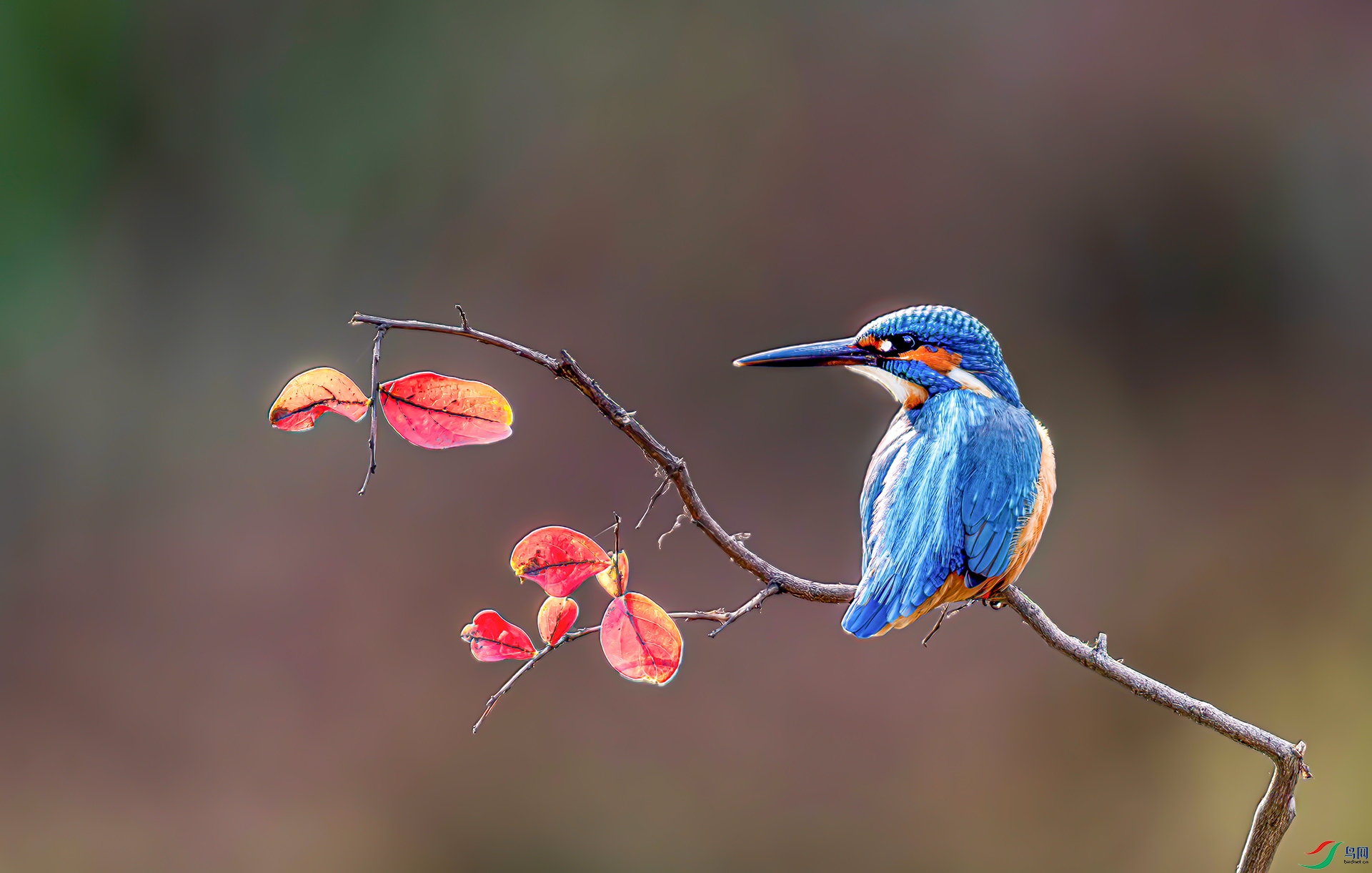 _S7I7013-----33  .jpg