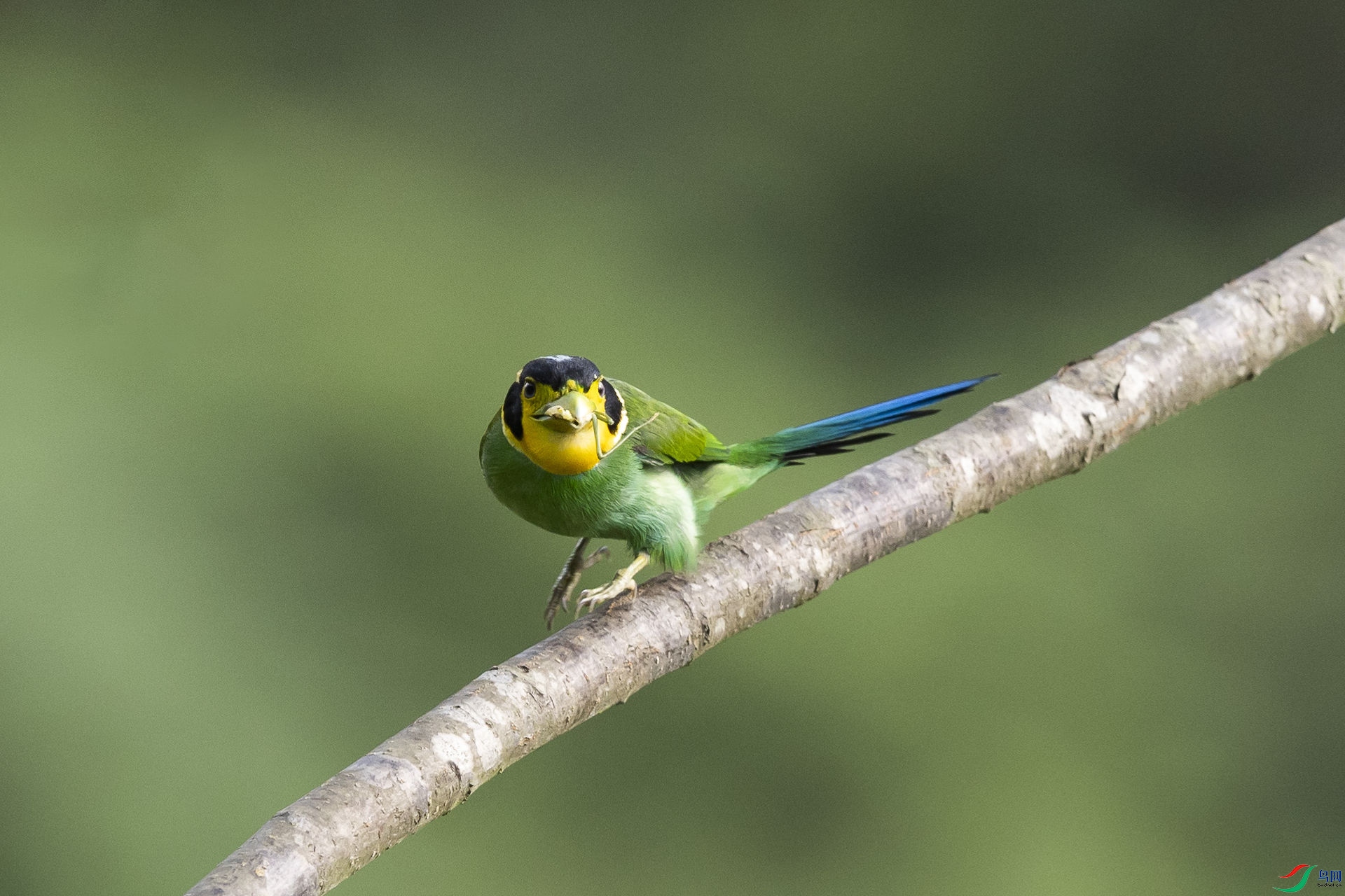 ��β������