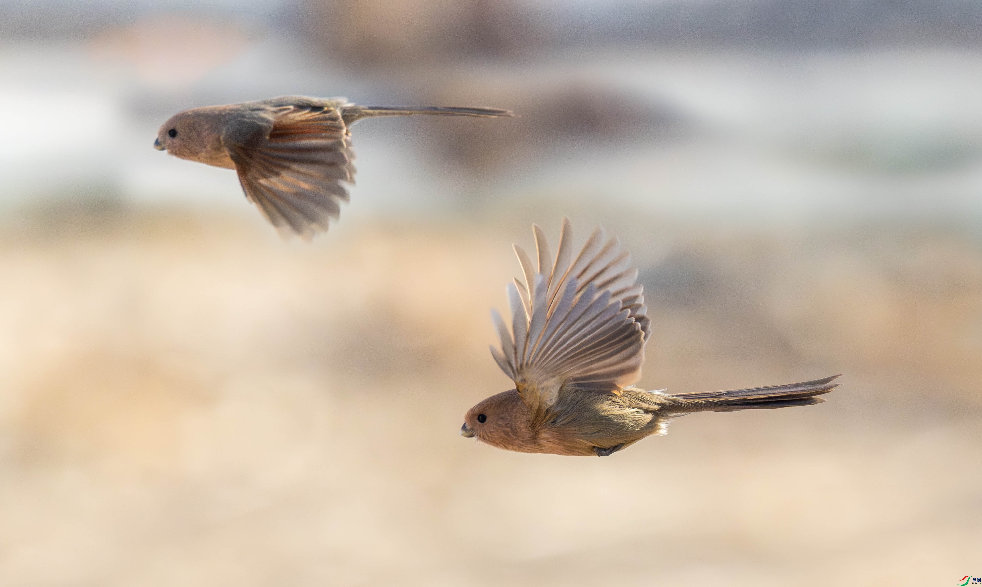 5N2A8931-1 ����.jpg